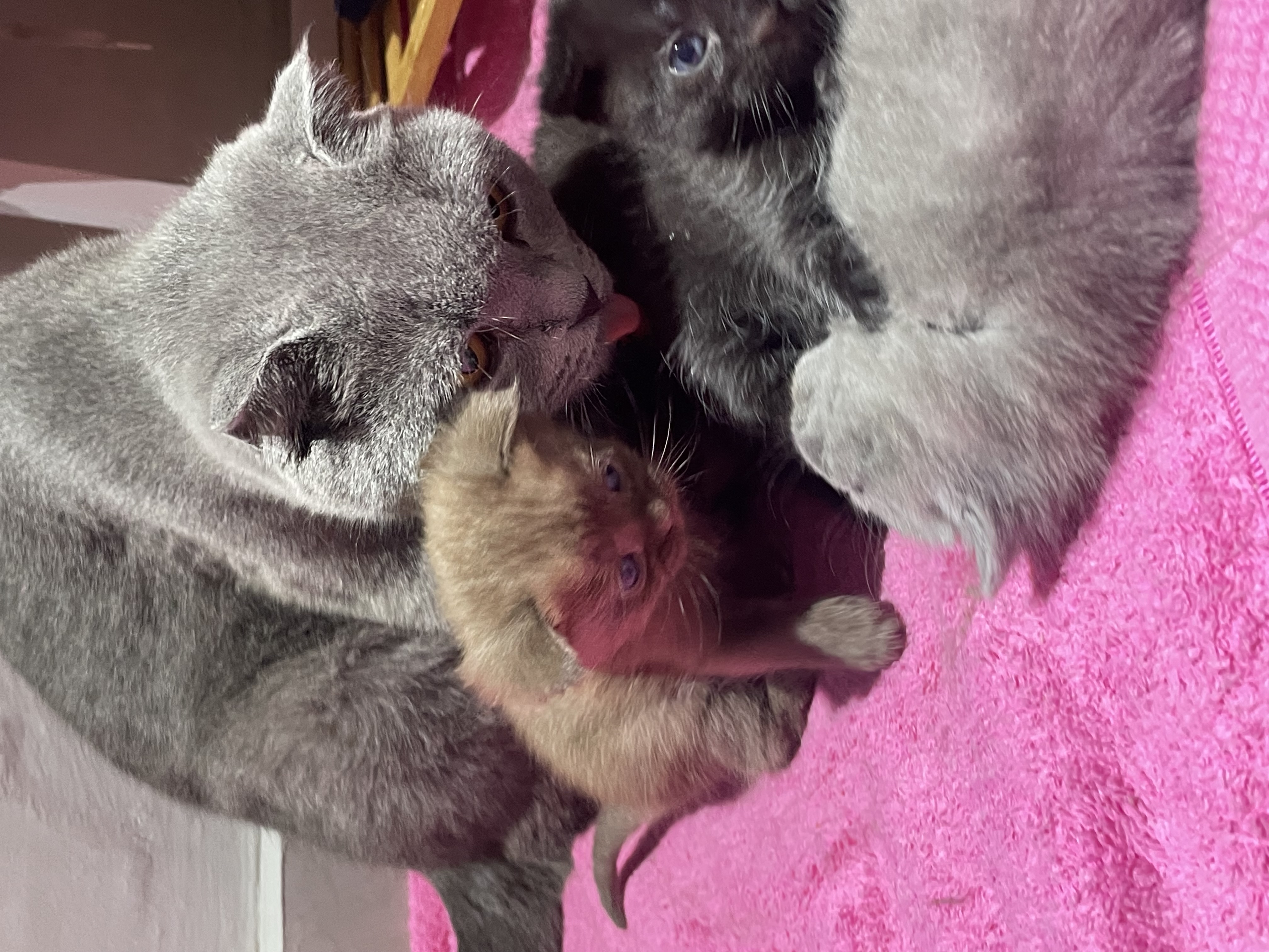 Brown chocolate female Scottish fold  - Image 3