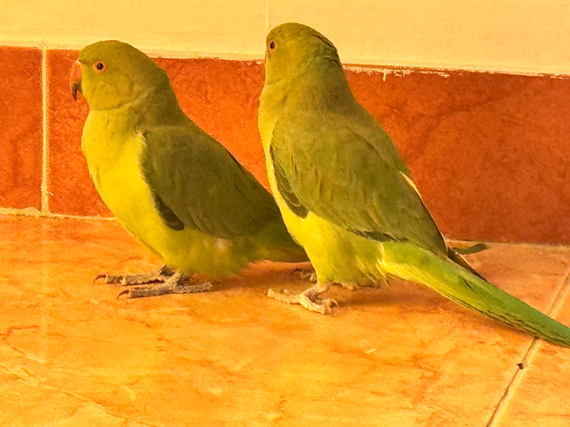 Green parrots pair - Image 2