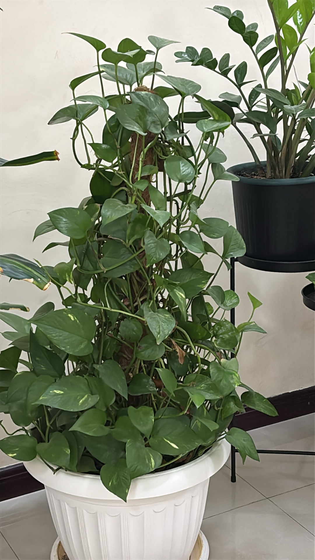 Indoor Plants  - Image 5