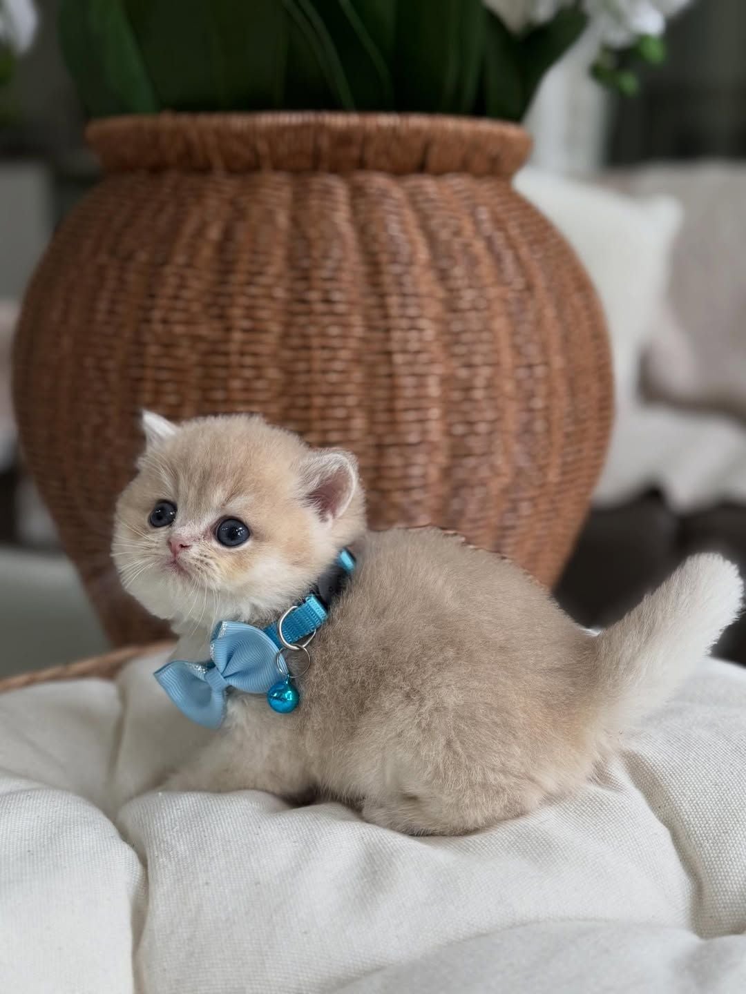 British short hair kitten  - Image 3