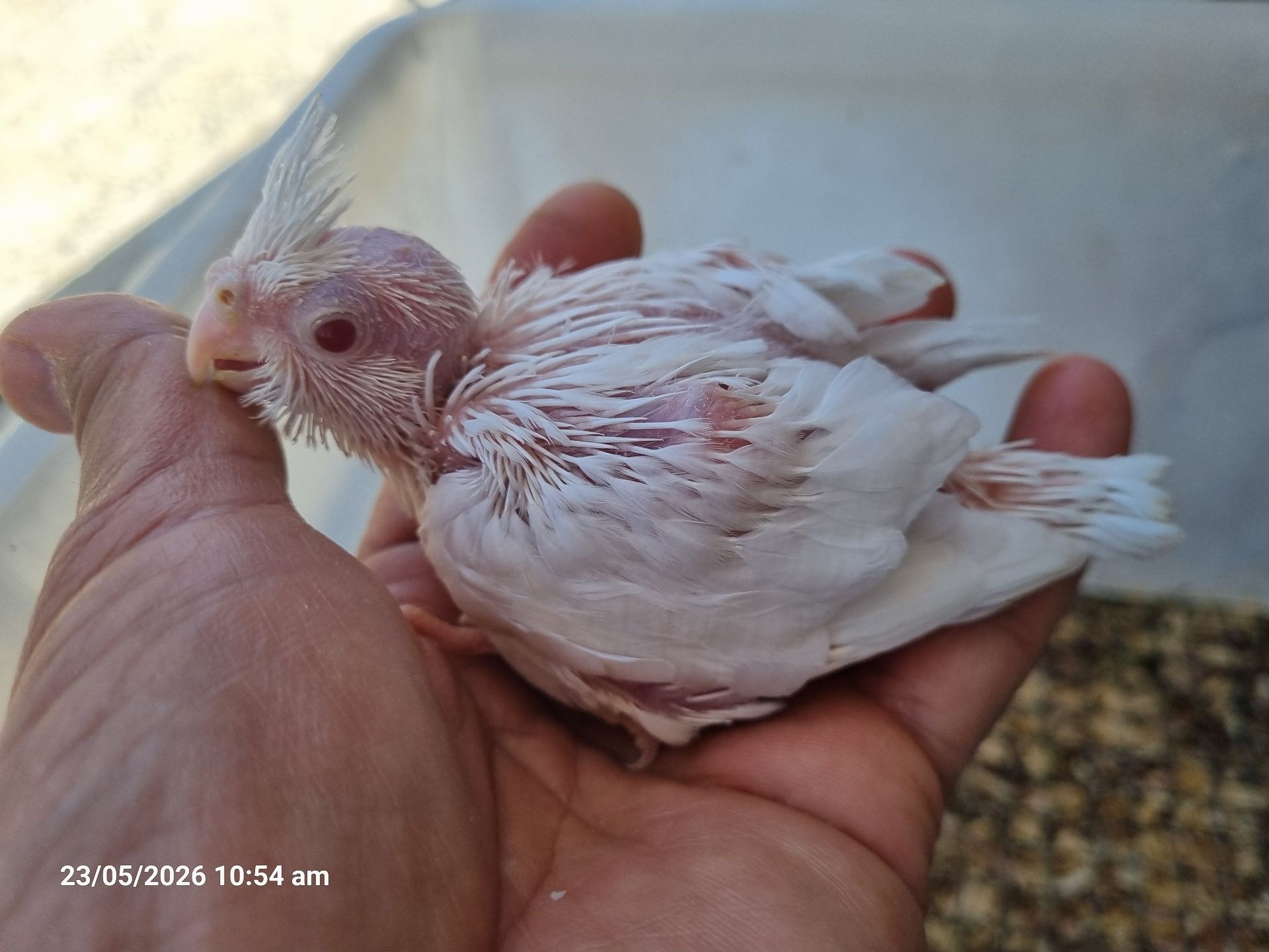 Cocktail Chick Albino فروخ كوكتيل ألبينو - Image 2