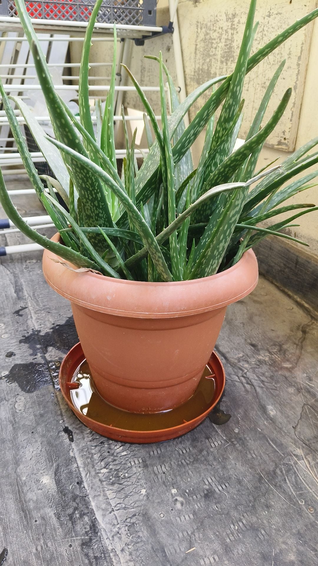 Fresh Aloe Vera plants with big pot - Image 4