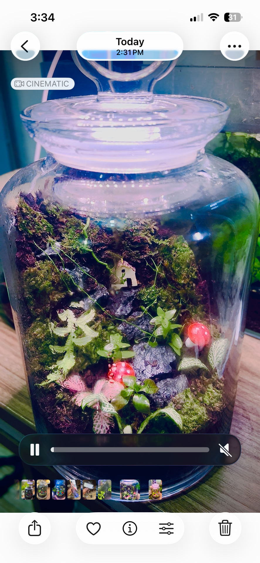 Terrarium full set with springtails light - Image 2