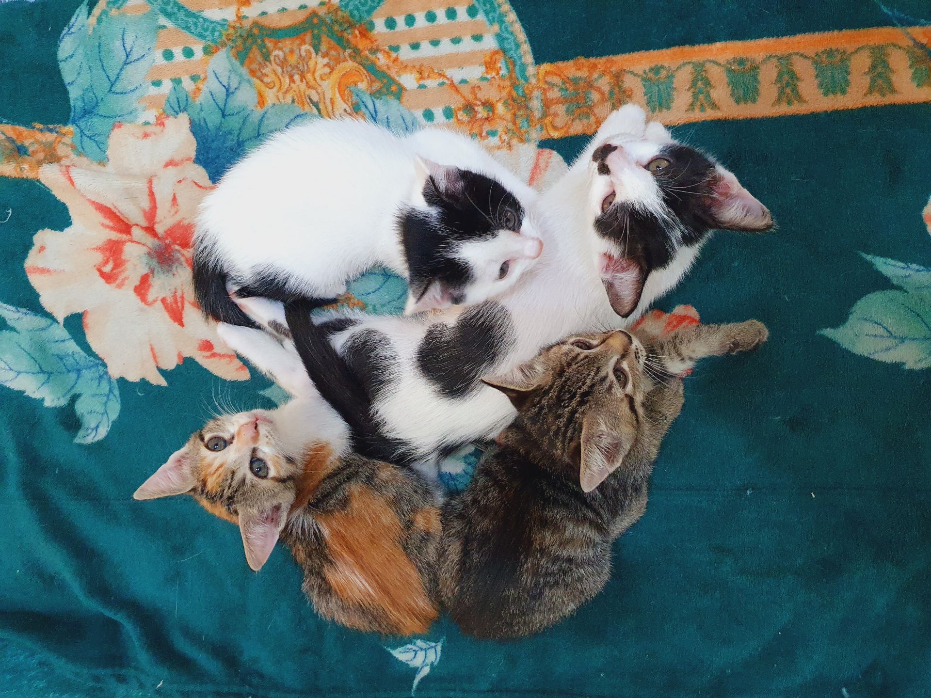 2.5 month's old kittens for adoption  - Image 2