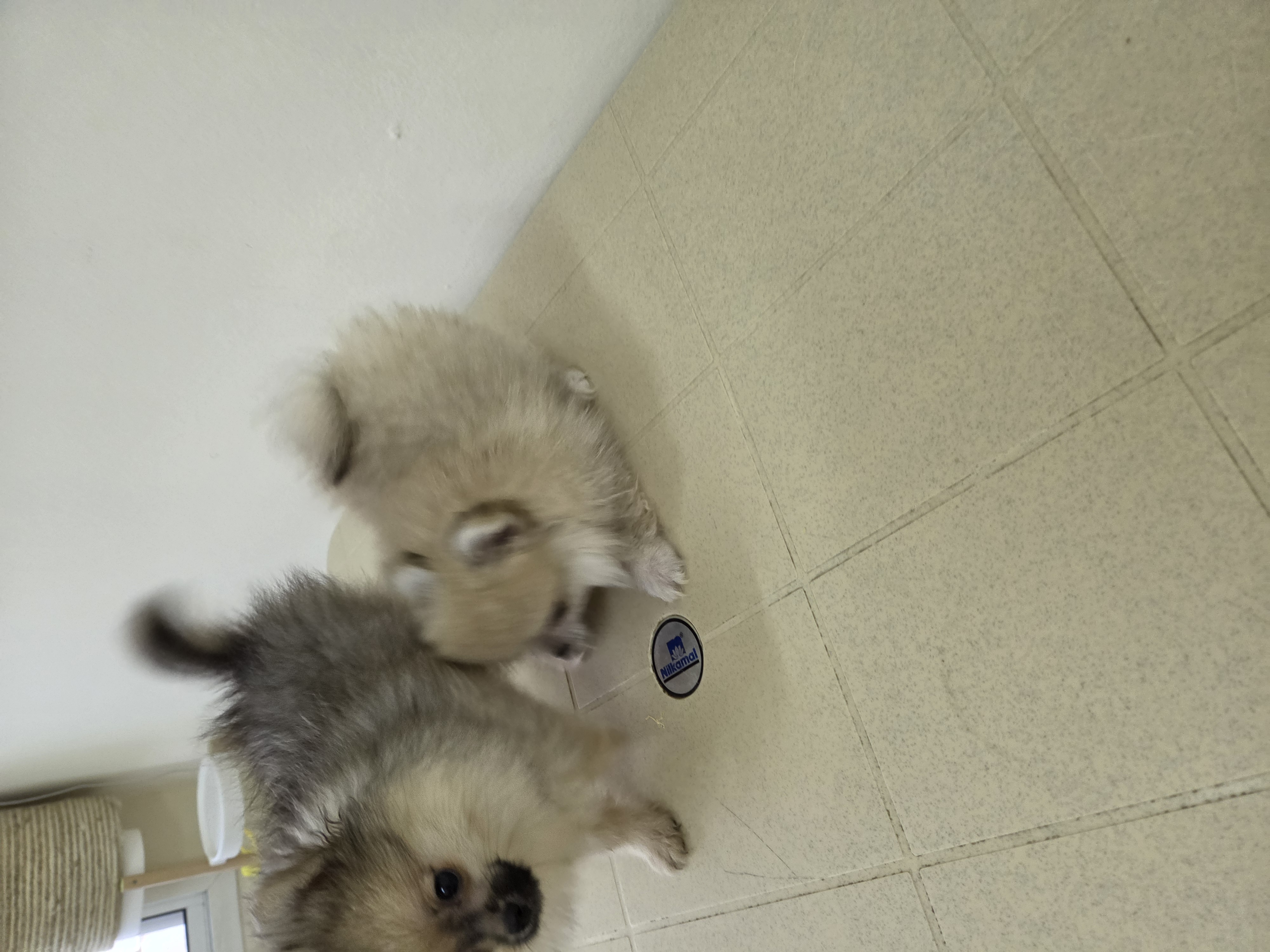 Teacup Pomeranian - Image 7
