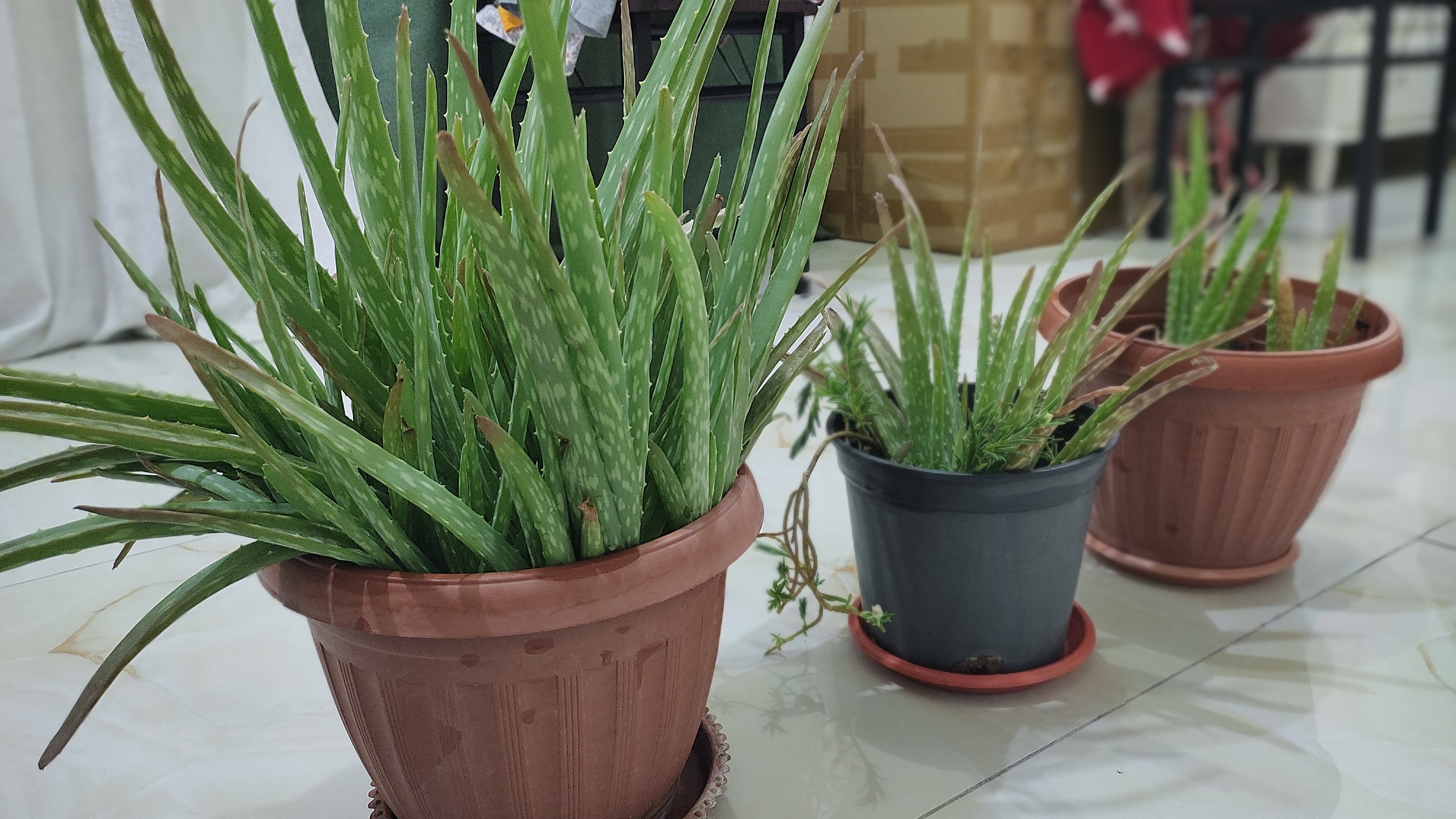 Alovera Plant With Pot - Image 6