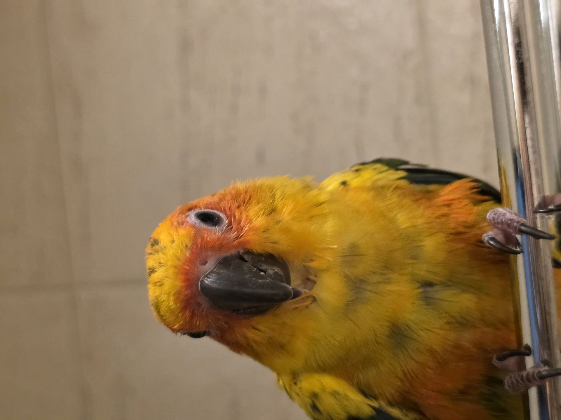 Mango parrot (sunconure) 8 months old - Image 7