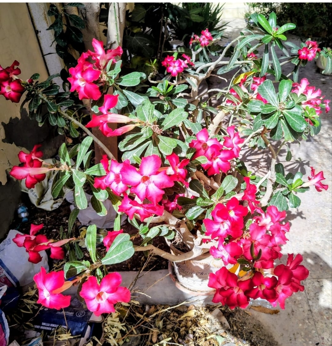 plants - Image 3
