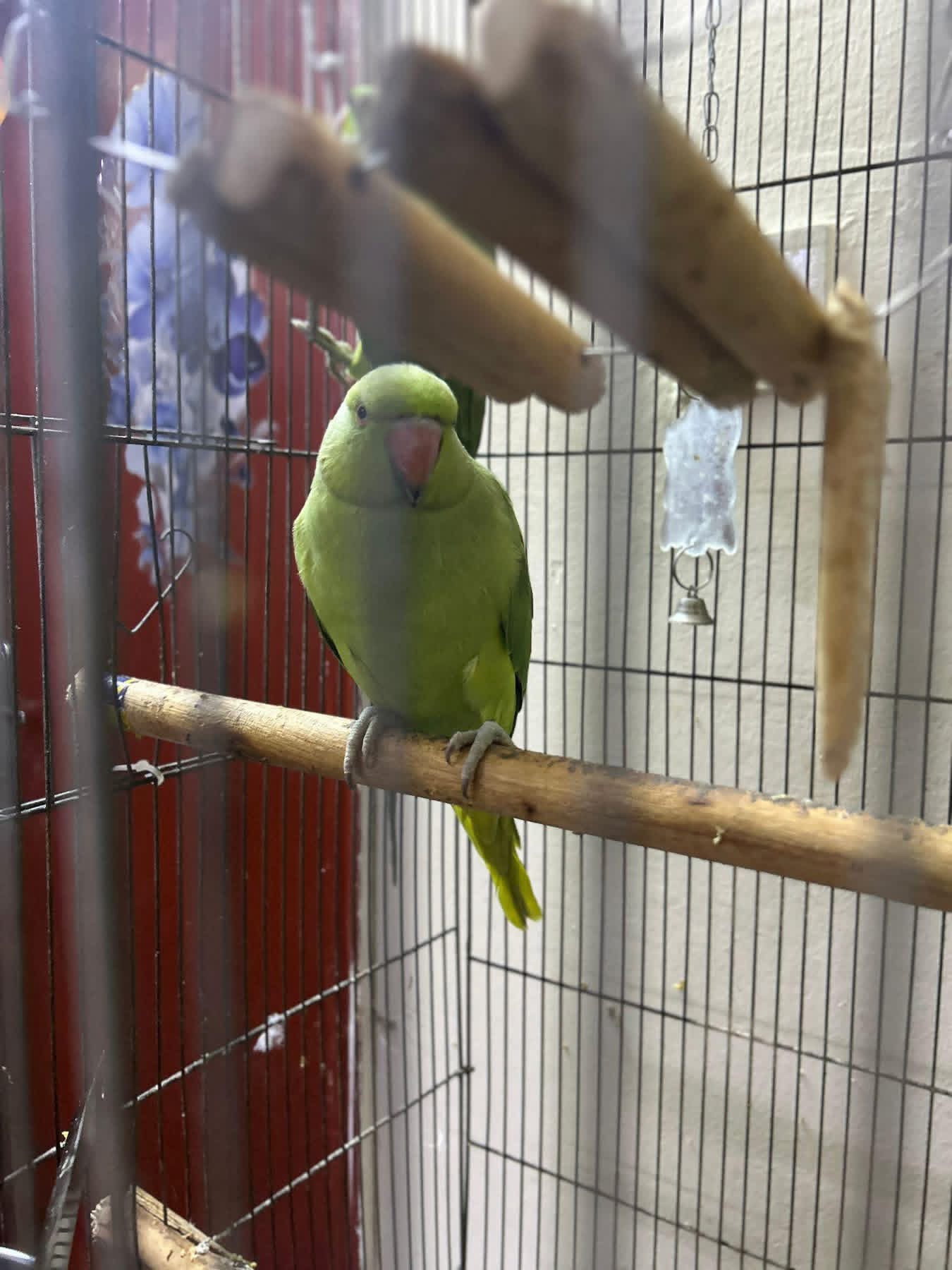 Indian ring neck - Image 3