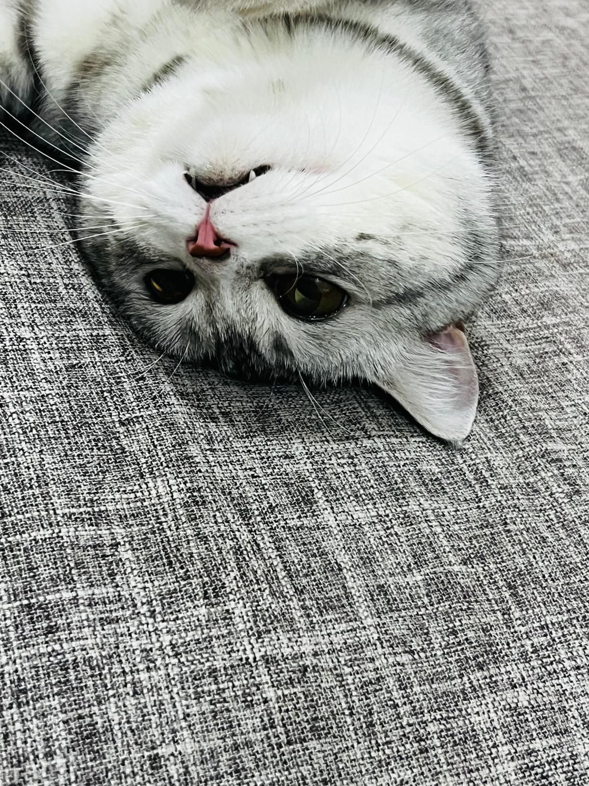 American Shothair cat - Image 3