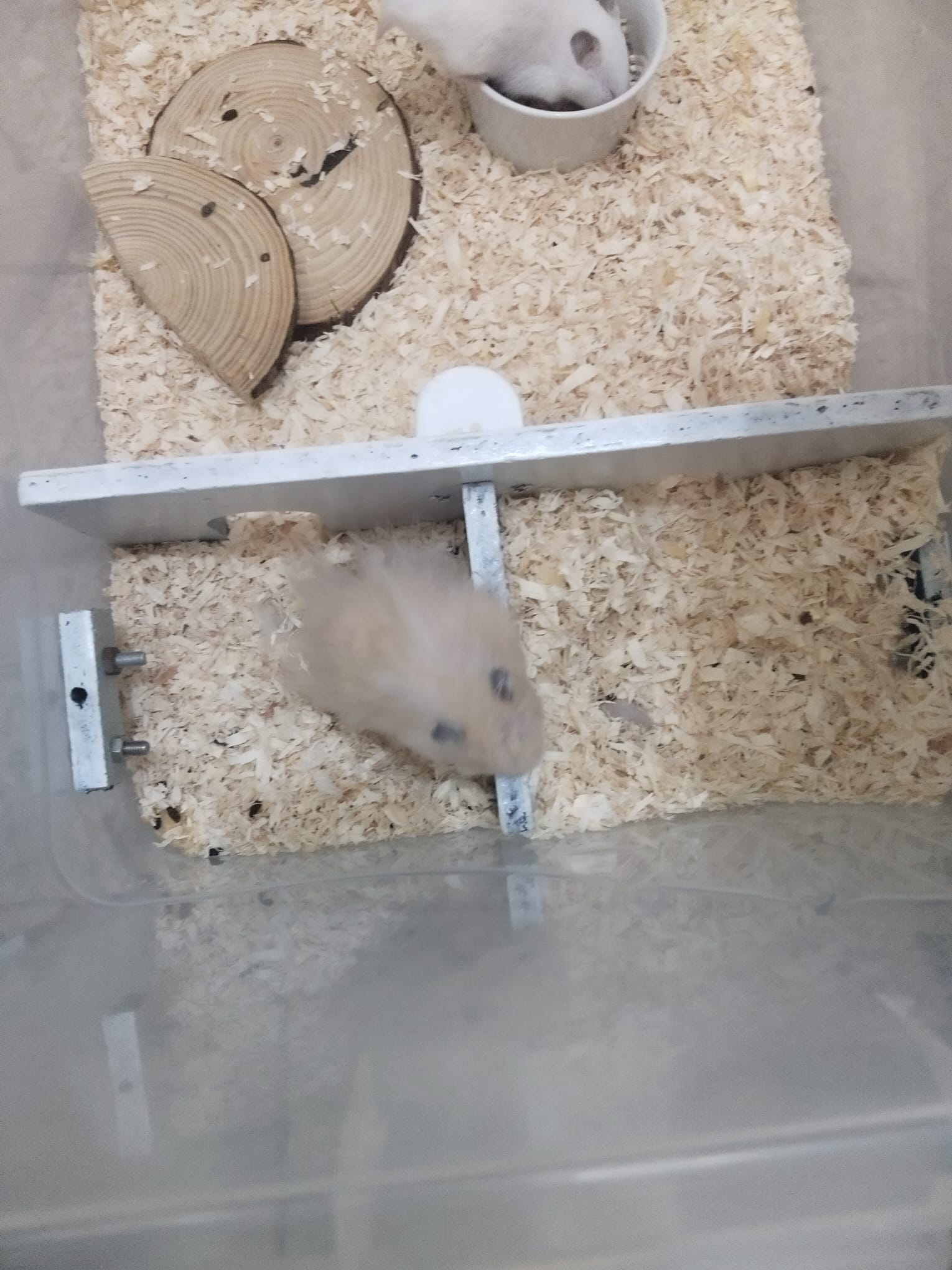 Hamster for sale - Image 1