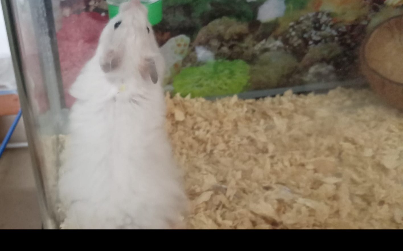 Syrian hamster - Image 2