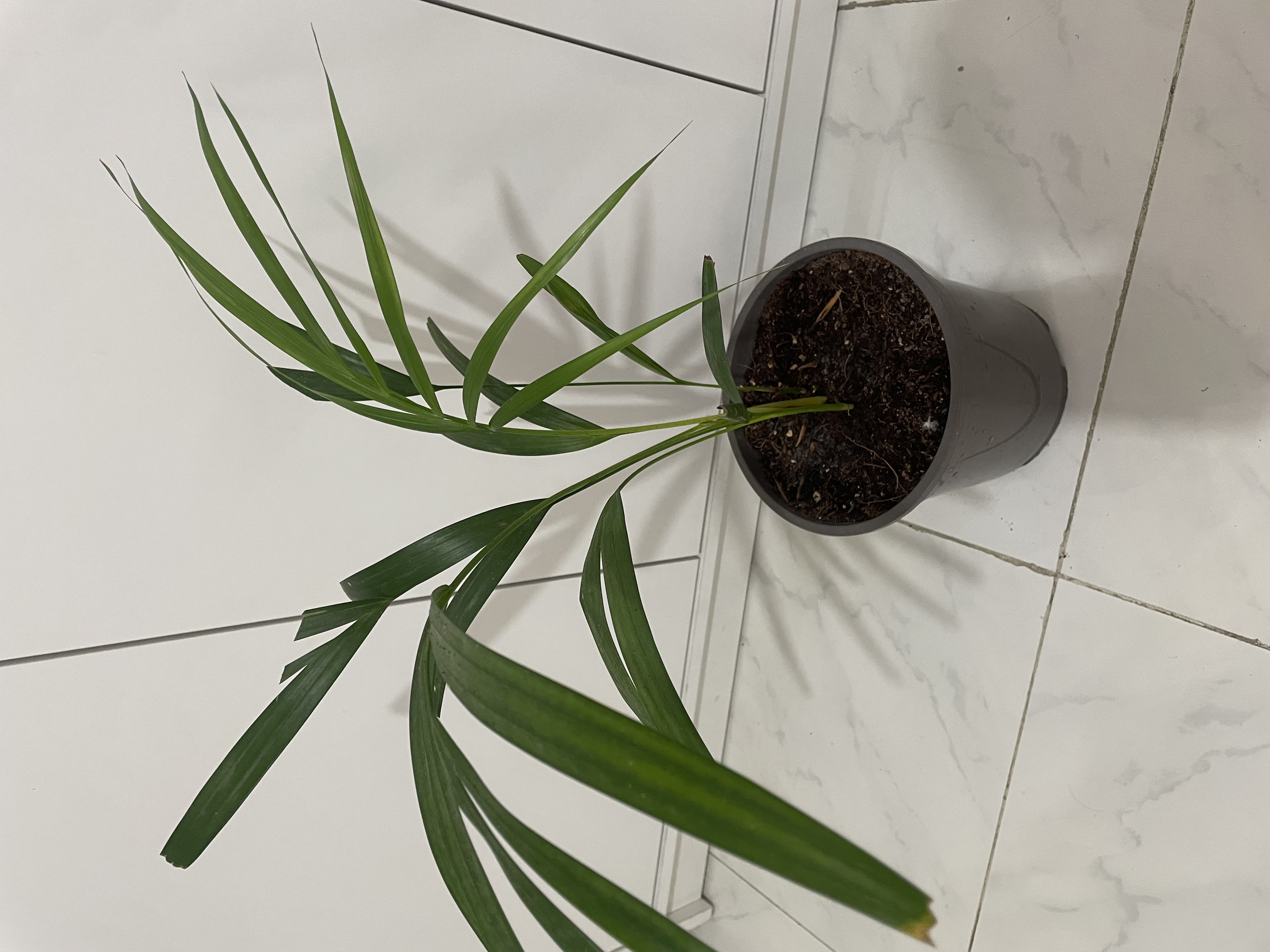 Indoor plants - Image 6