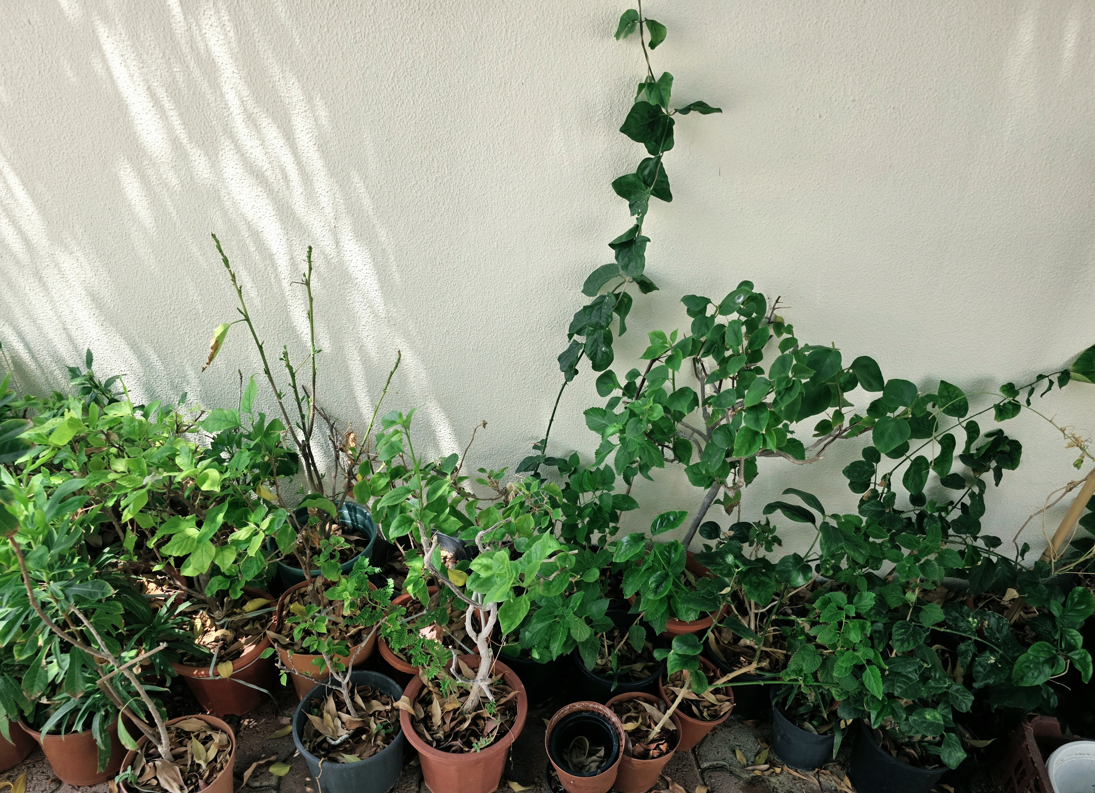 Outdoor Seasonal/Evergreen  - Image 6