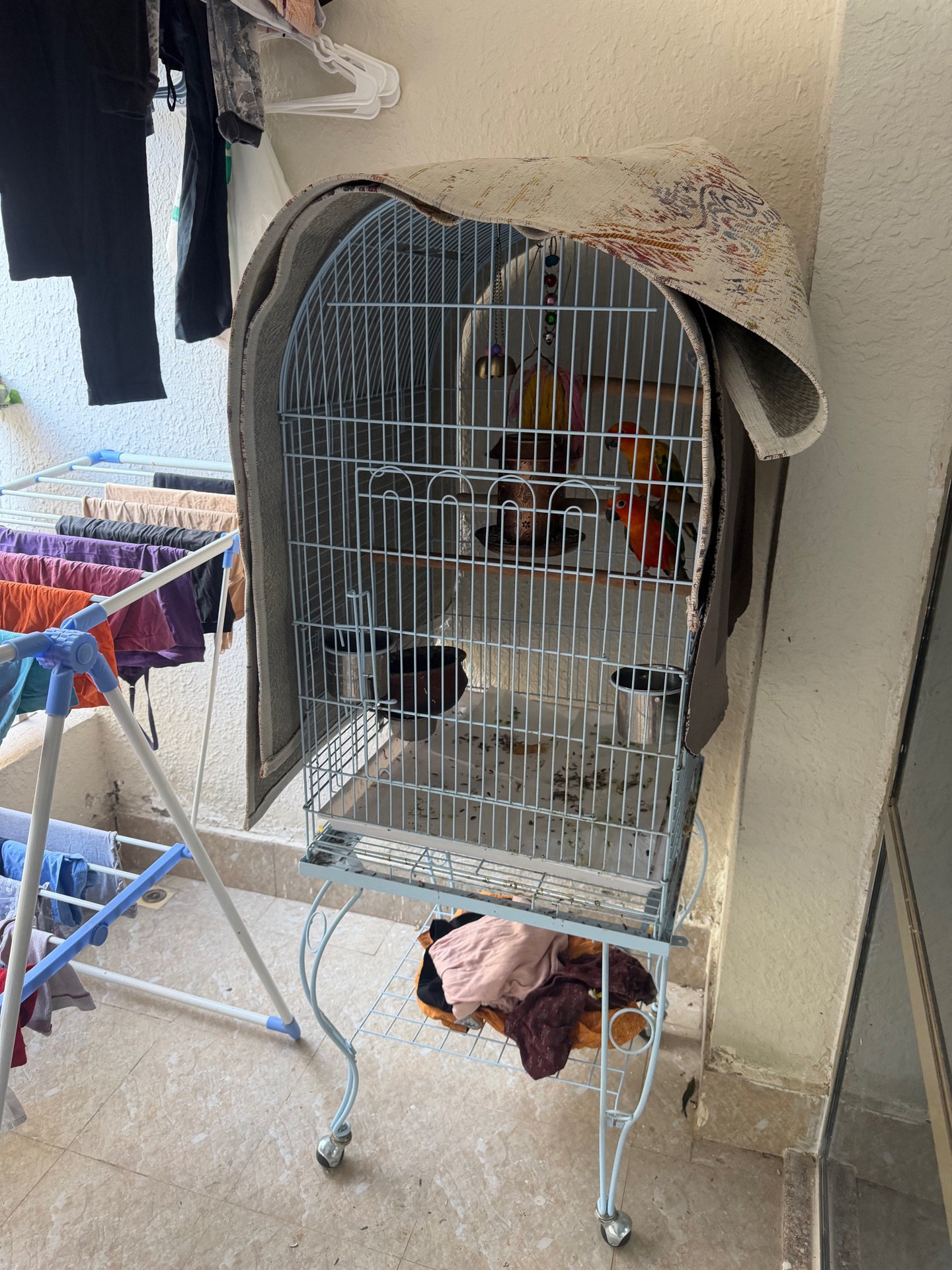 Pair of Sun Conure Male Birds - Image 2