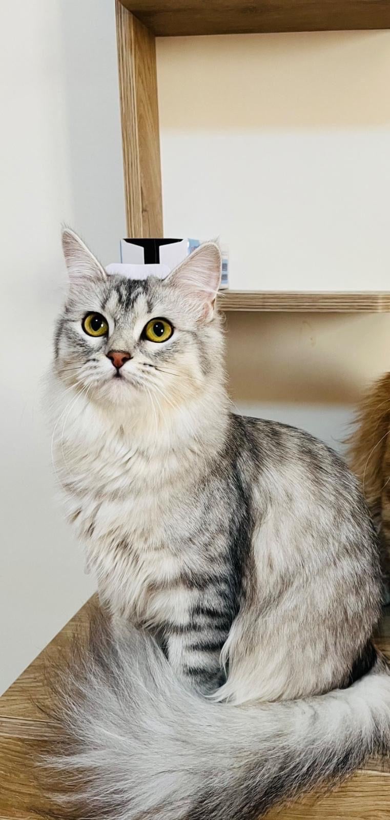 Vaccinated Half-Persian Cats for Free Adoption  - Image 3