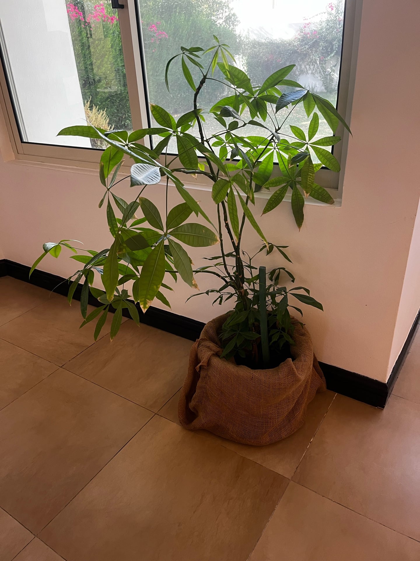Indoor plants in good condition. - Image 1