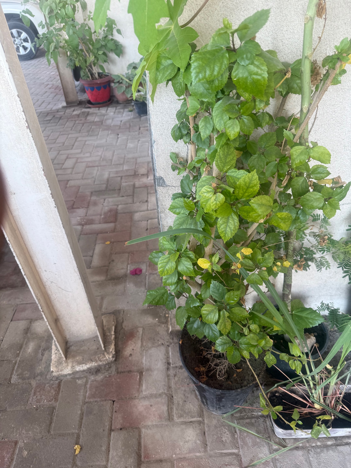 Wooden sturdy plant stand  - Image 3