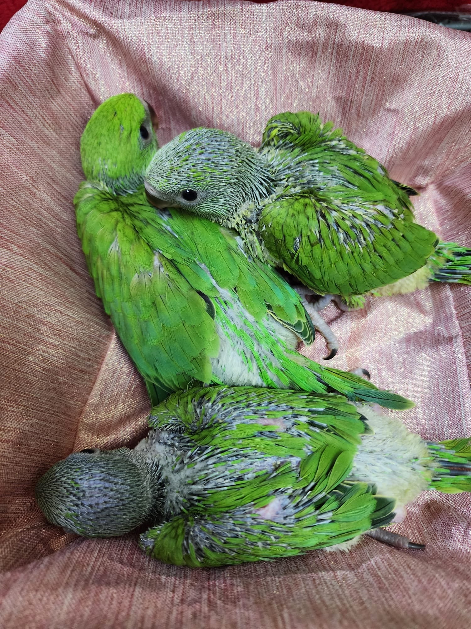 Indian Ring net Parrot (Hand feeding Babies) - Image 4