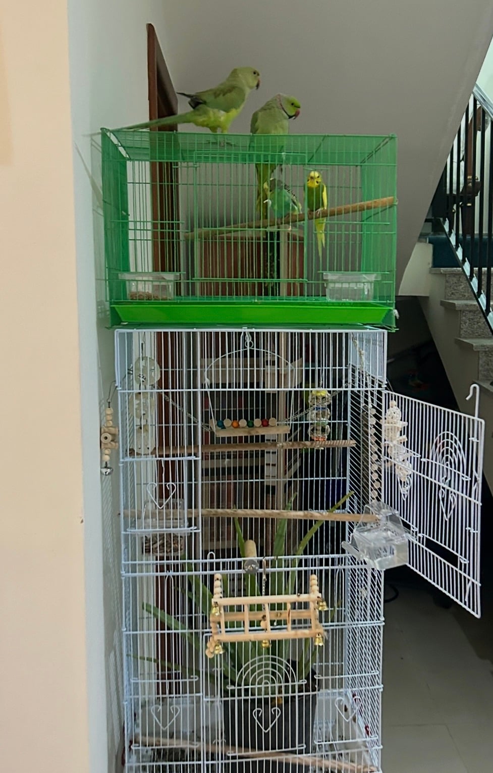 Parrot and Birds for sale  - Image 2