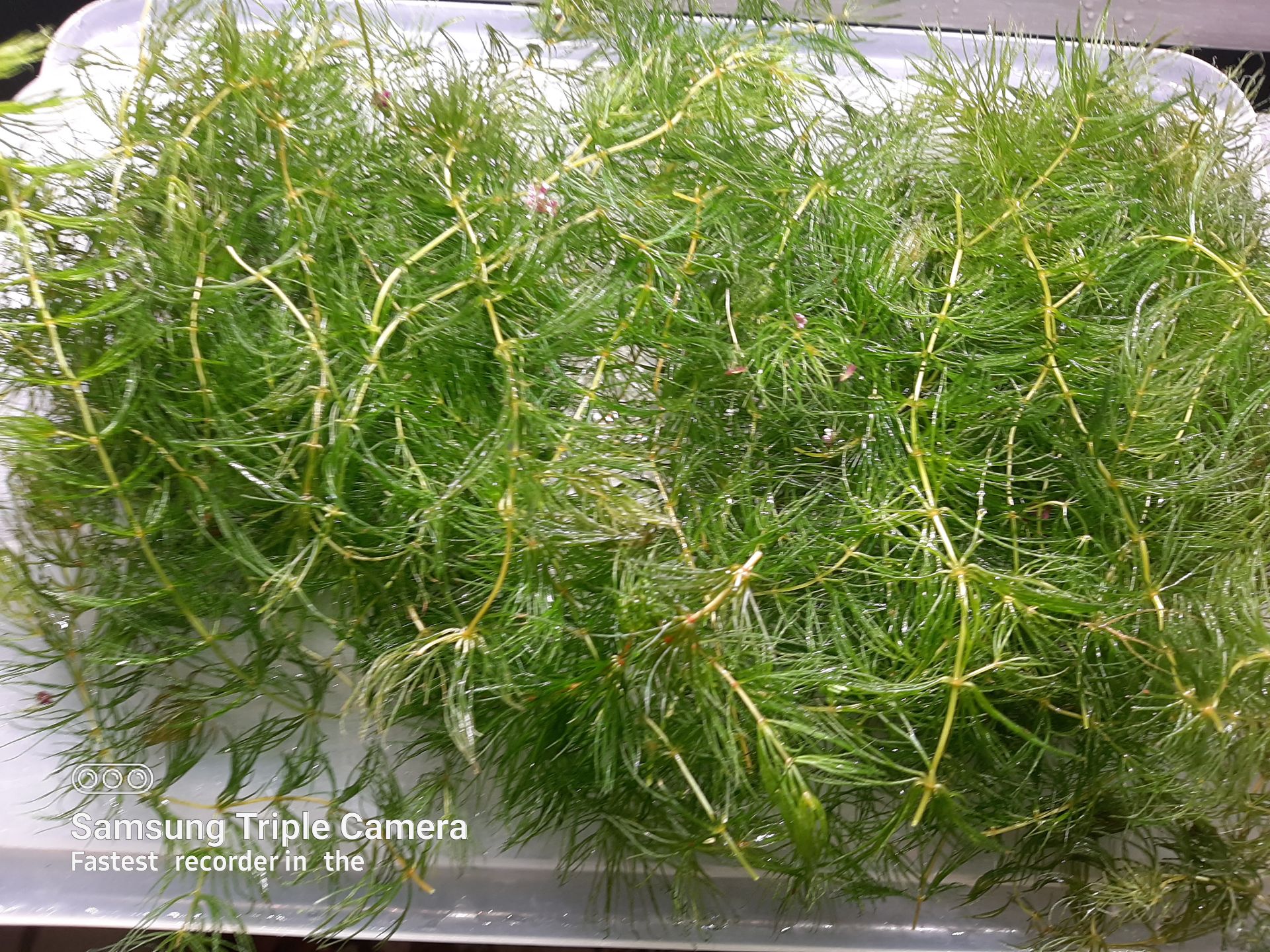 Aquatic plants on sale - Image 3