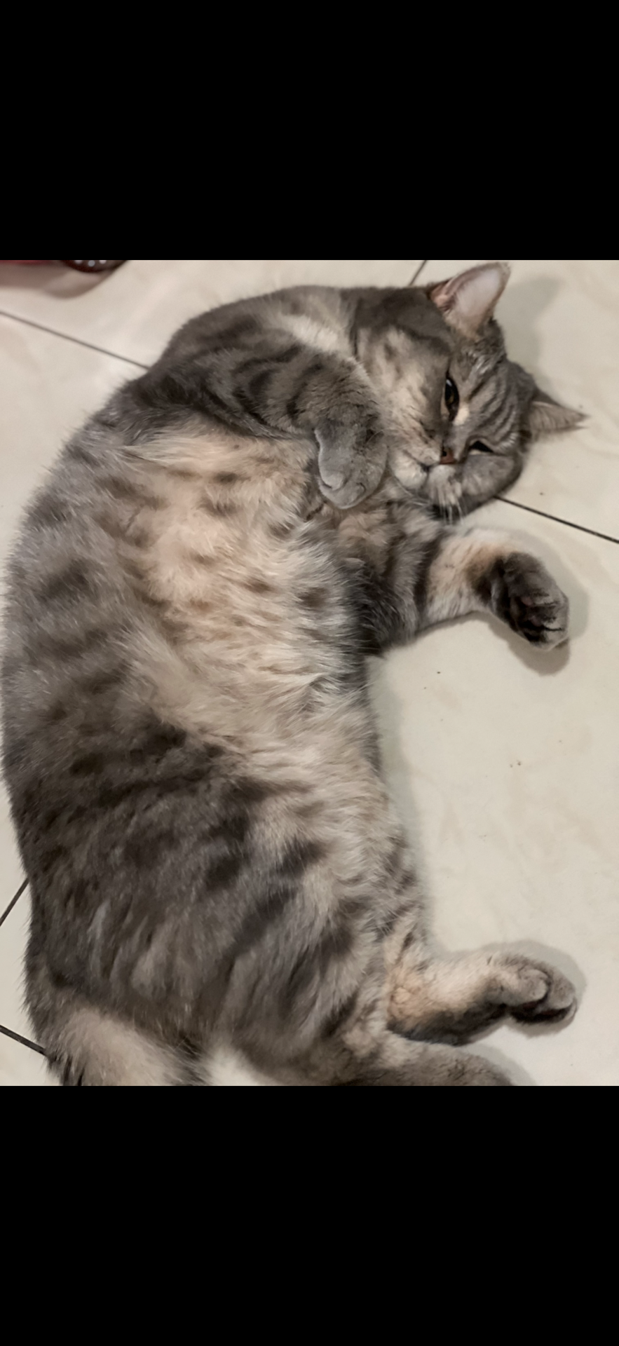 British short hair cat for adoption  - Image 10