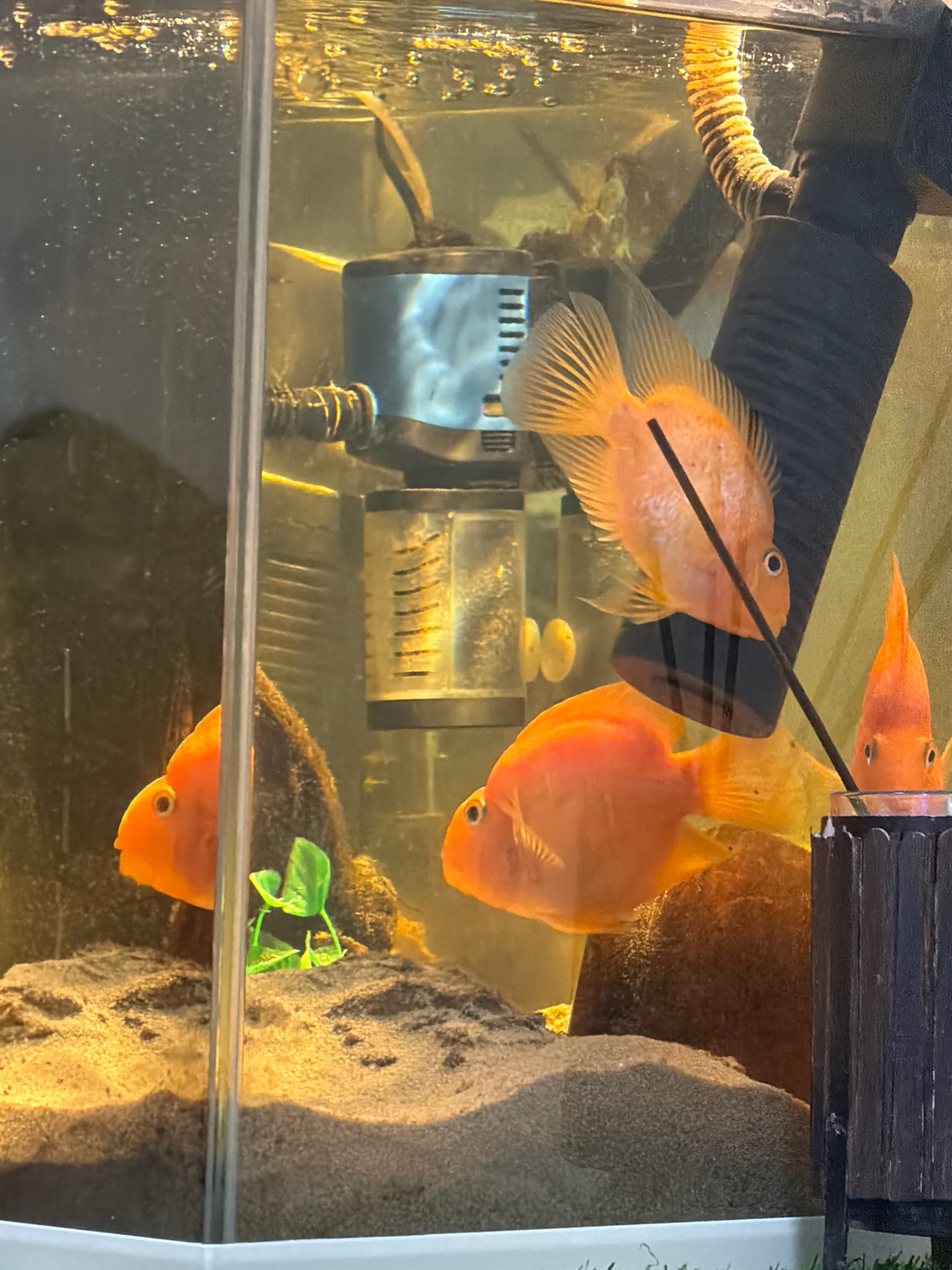 Parrot fish for sale - Image 4