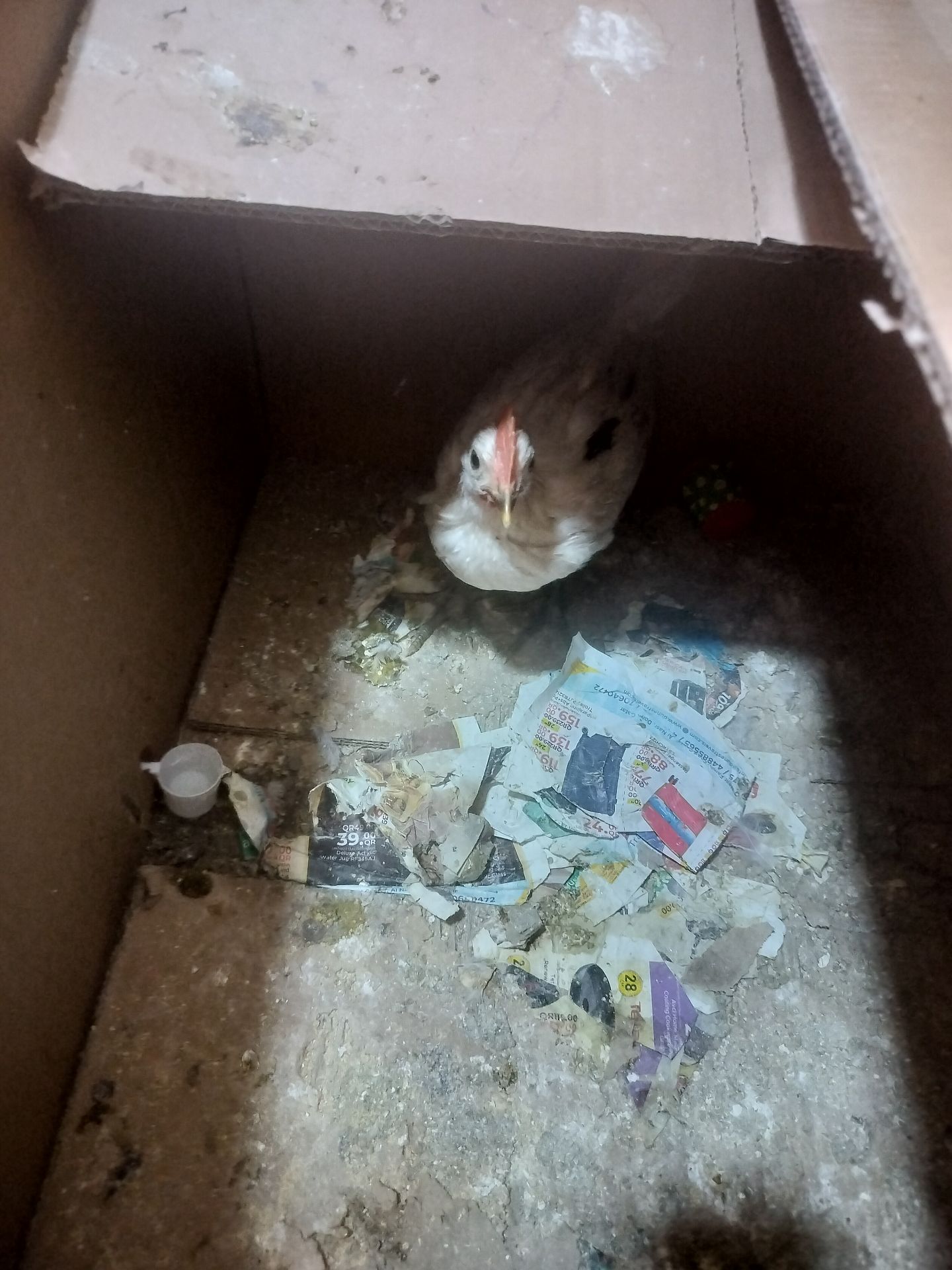 Hen and cock for free - Image 4