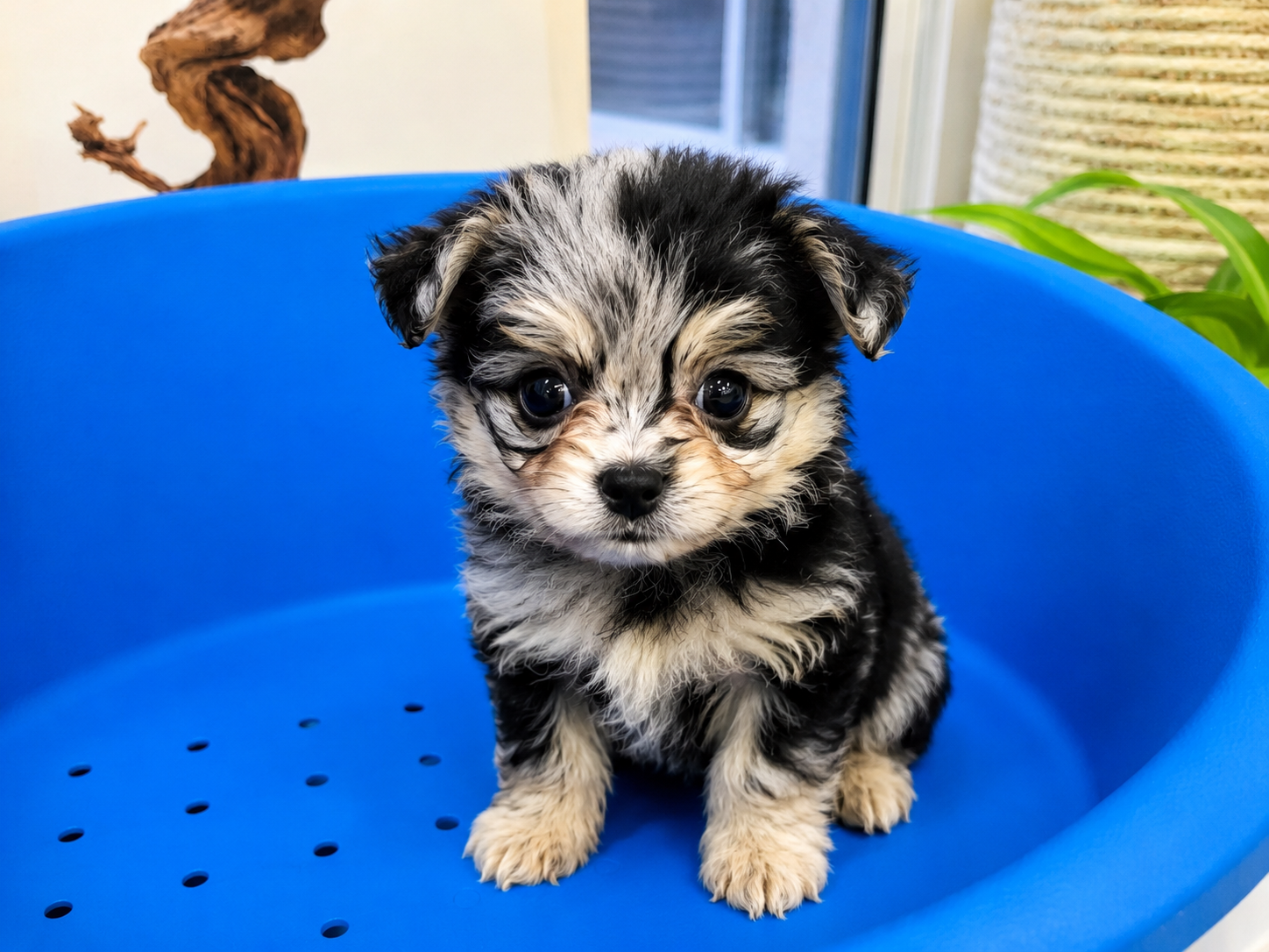 Pomapoo - Image 4
