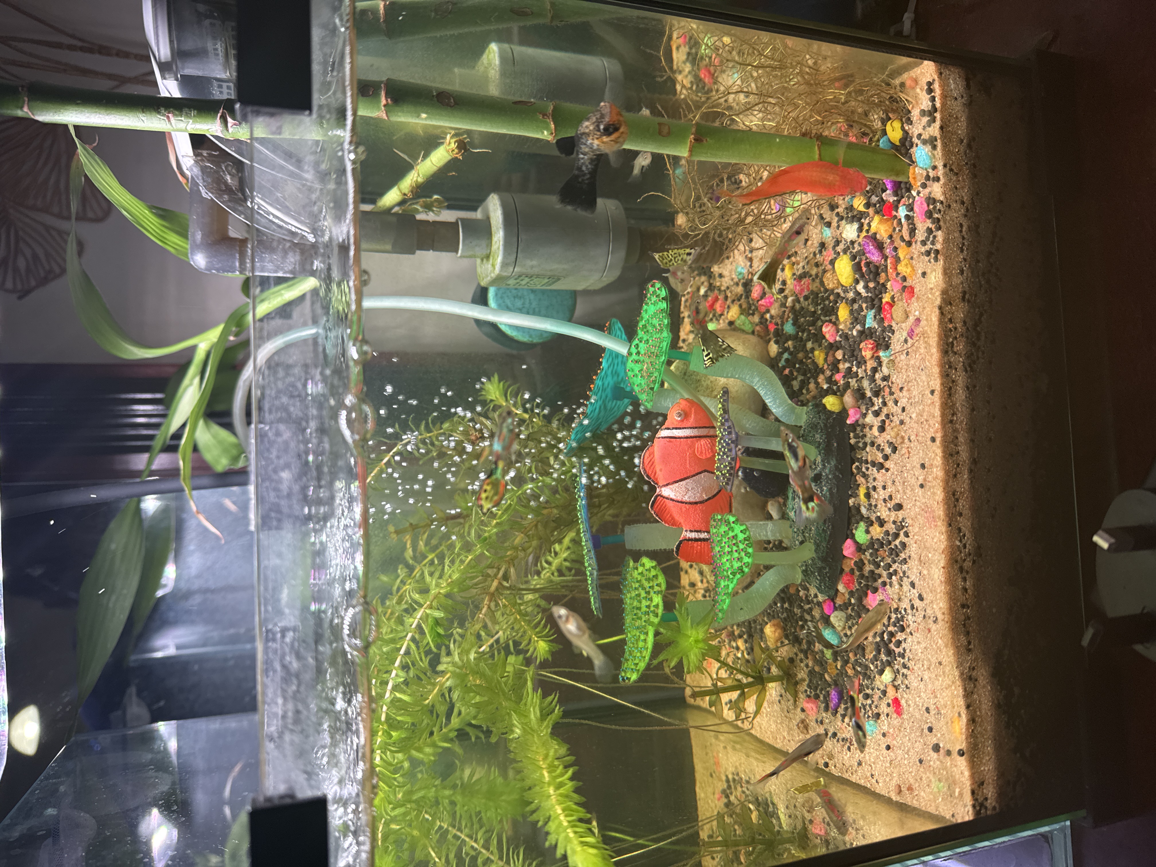 Clear glass fish tank - Image 7