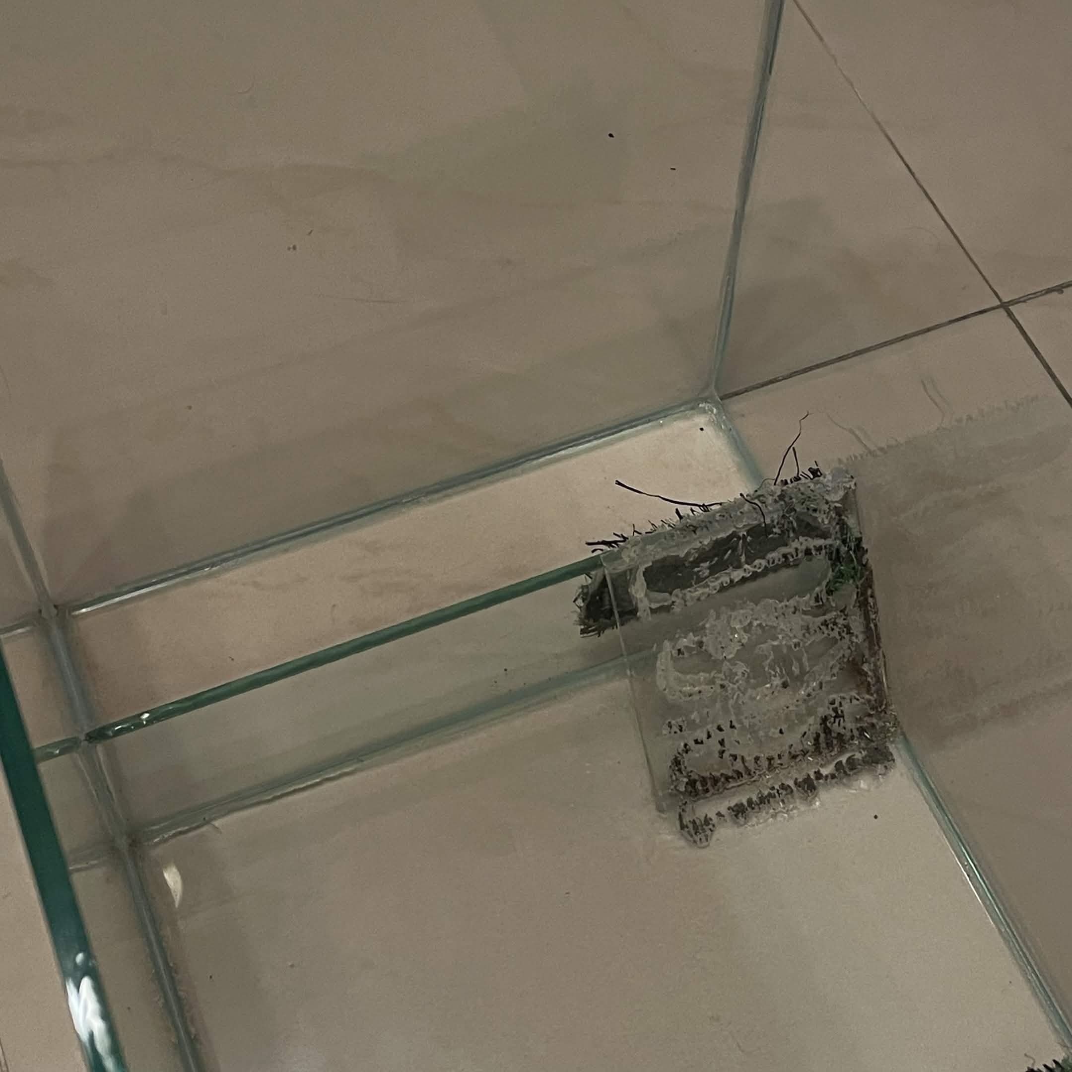Reptile/Amphibian/Rodent Glass Tank - Image 5