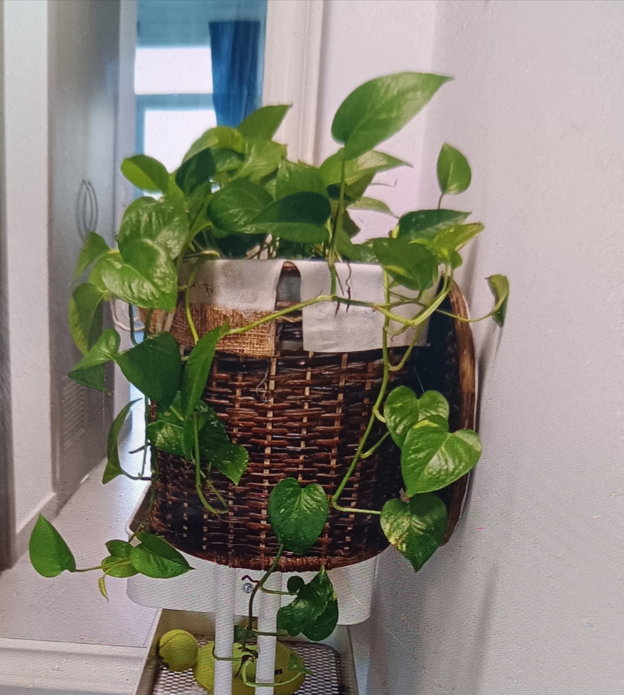 Plants - Image 1