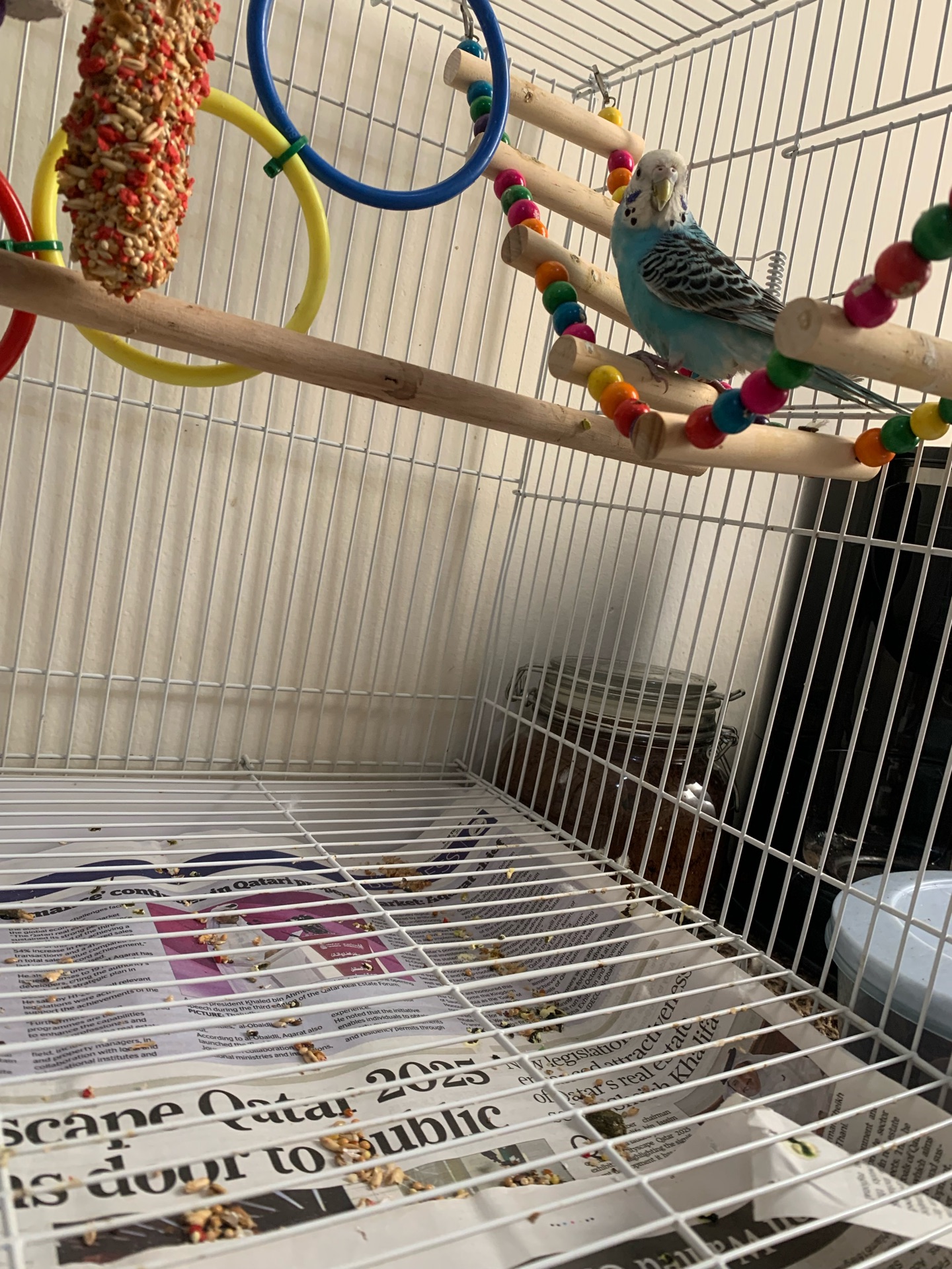 Budgie - 5 Month Old - Image 1