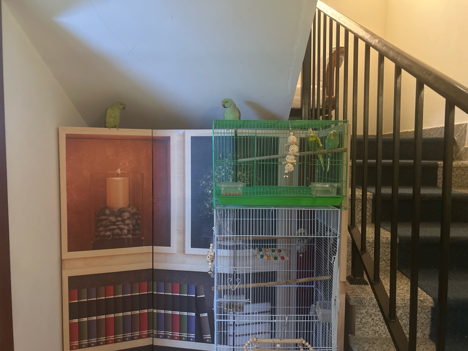 Parrot and Birds for sale  - Image 3