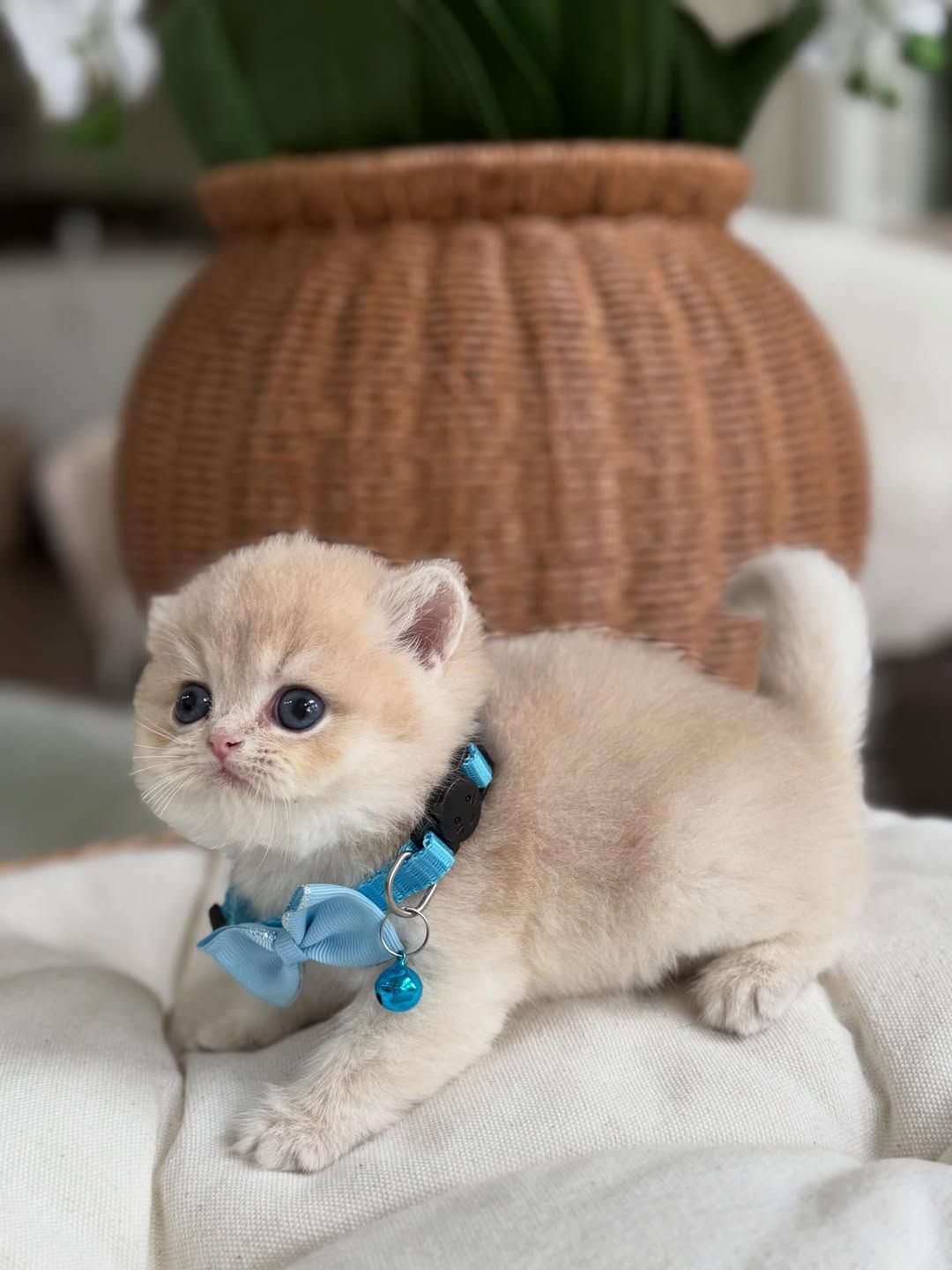 British short hair kitten - Image 1