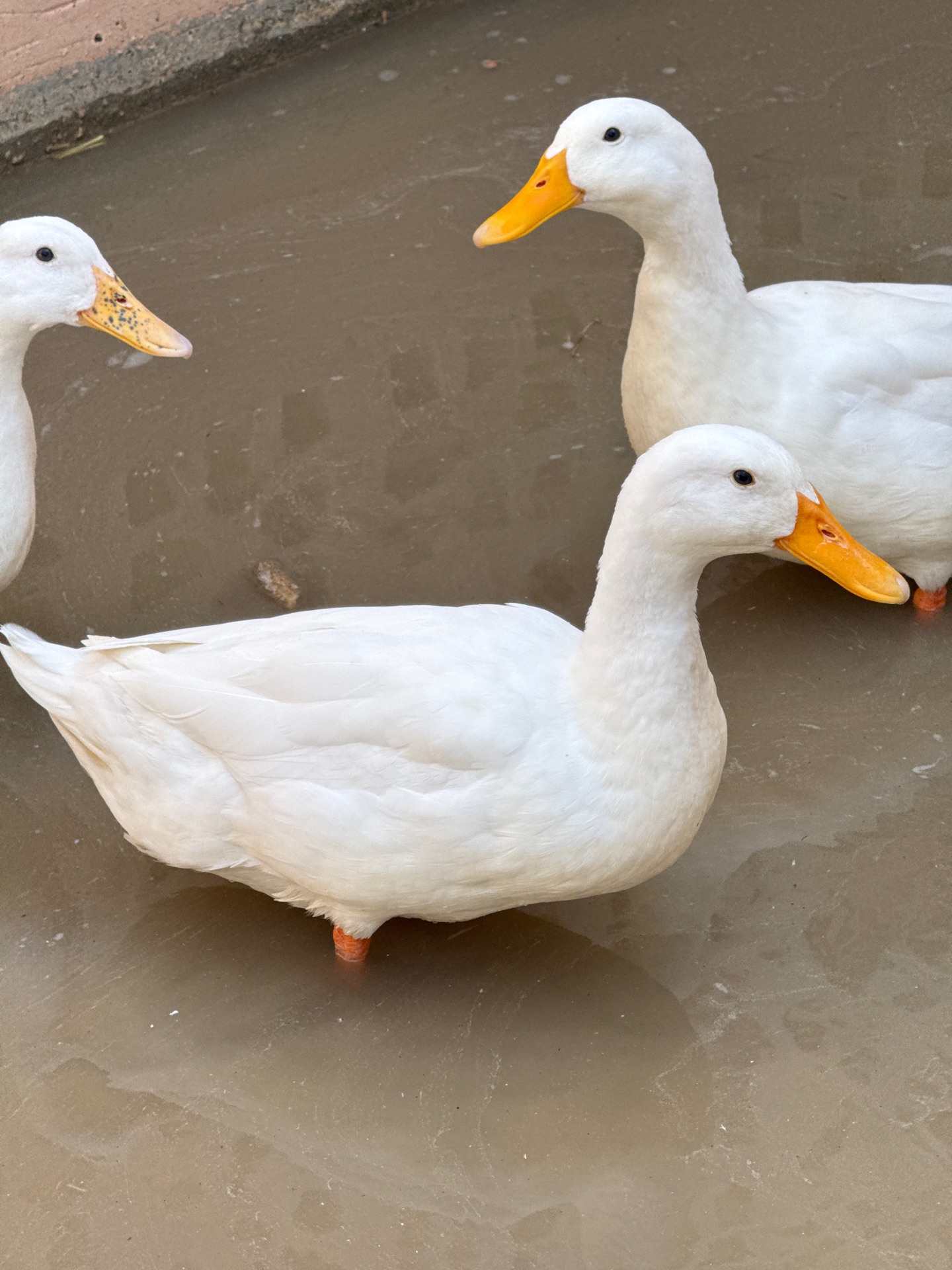Ducks on Sale  - Image 2