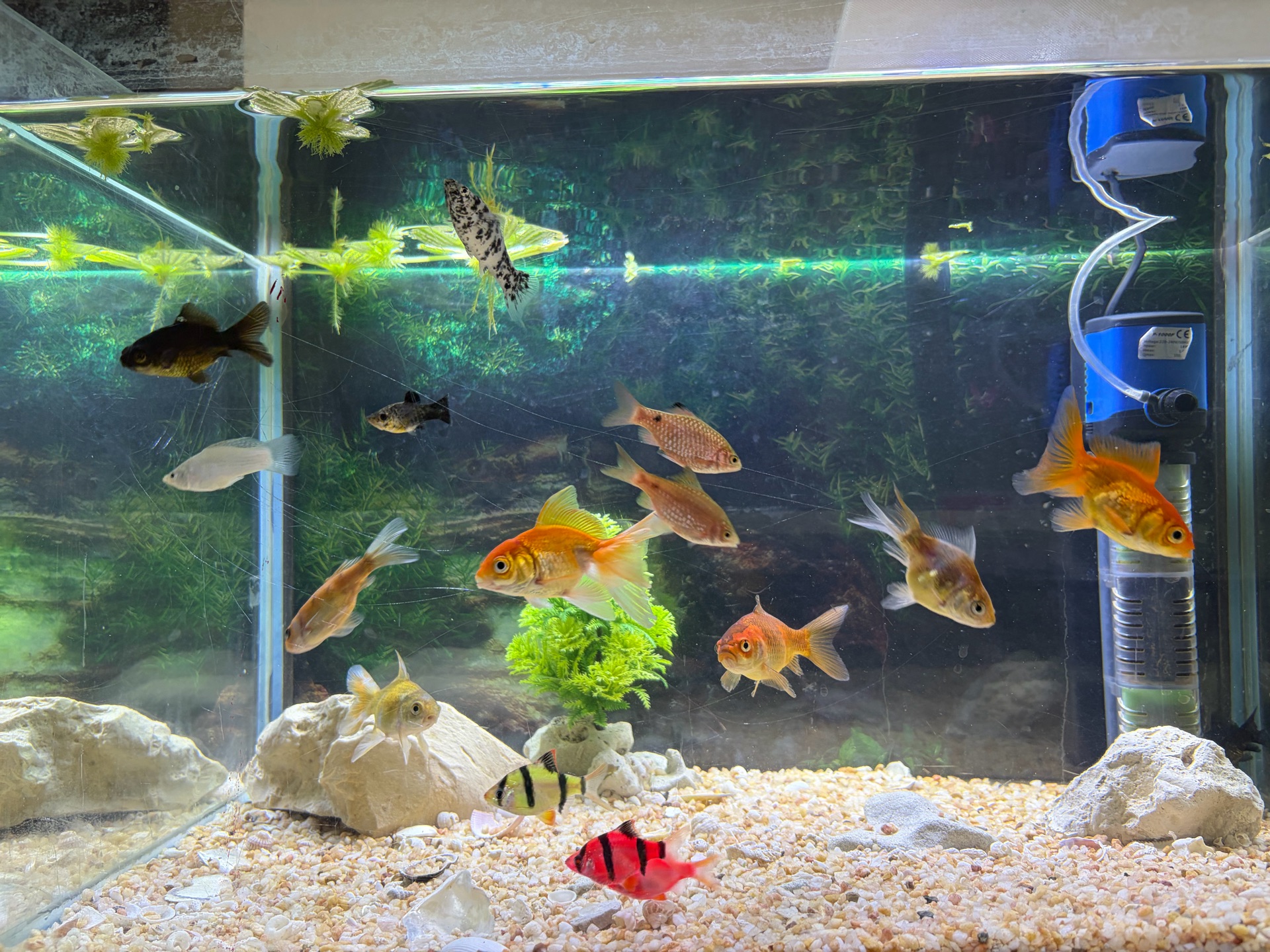 Colored fish for sale – total 13 fish available. - Image 1