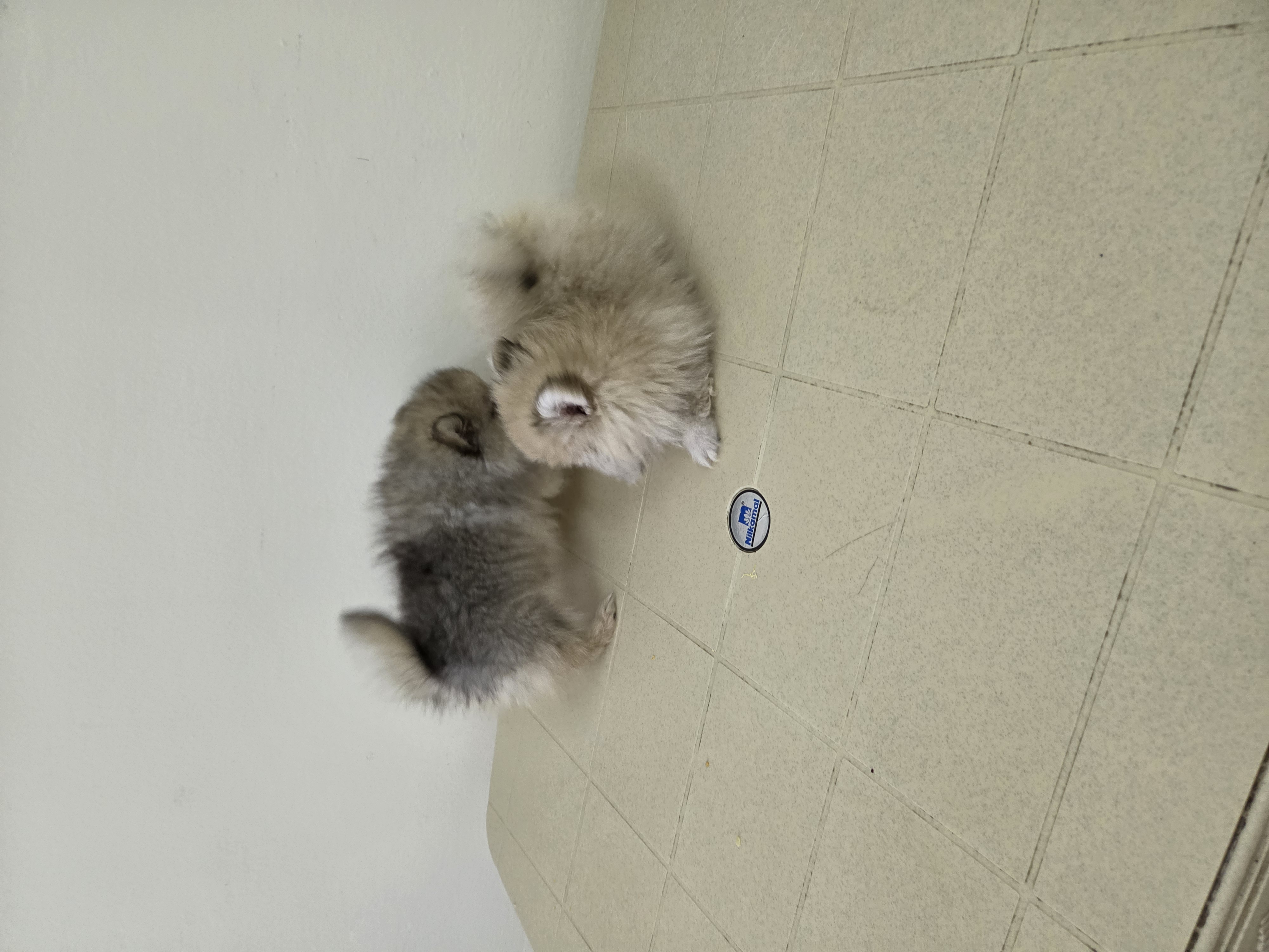 Teacup Pomeranian - Image 6