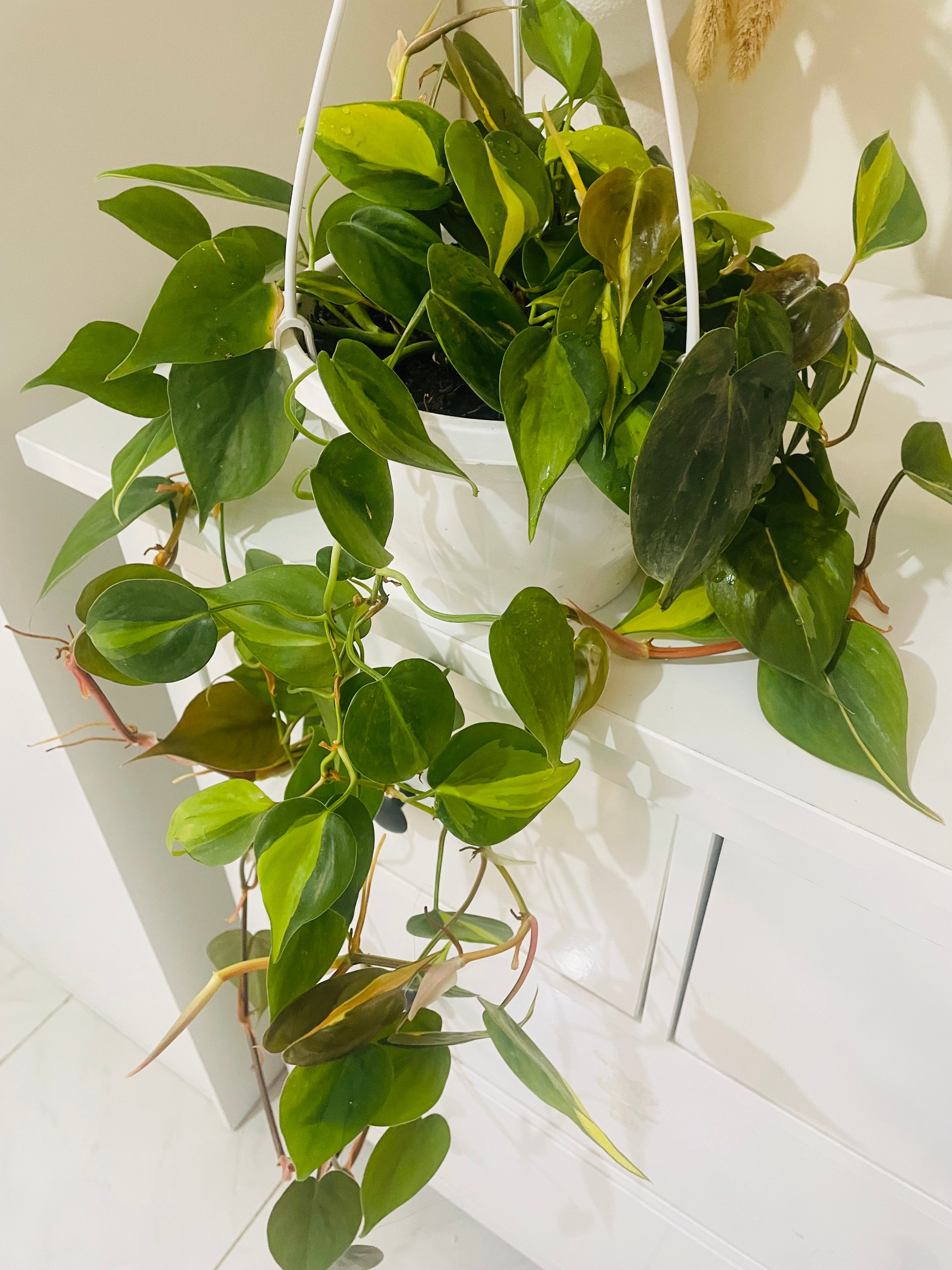 Indoor plants - Image 3