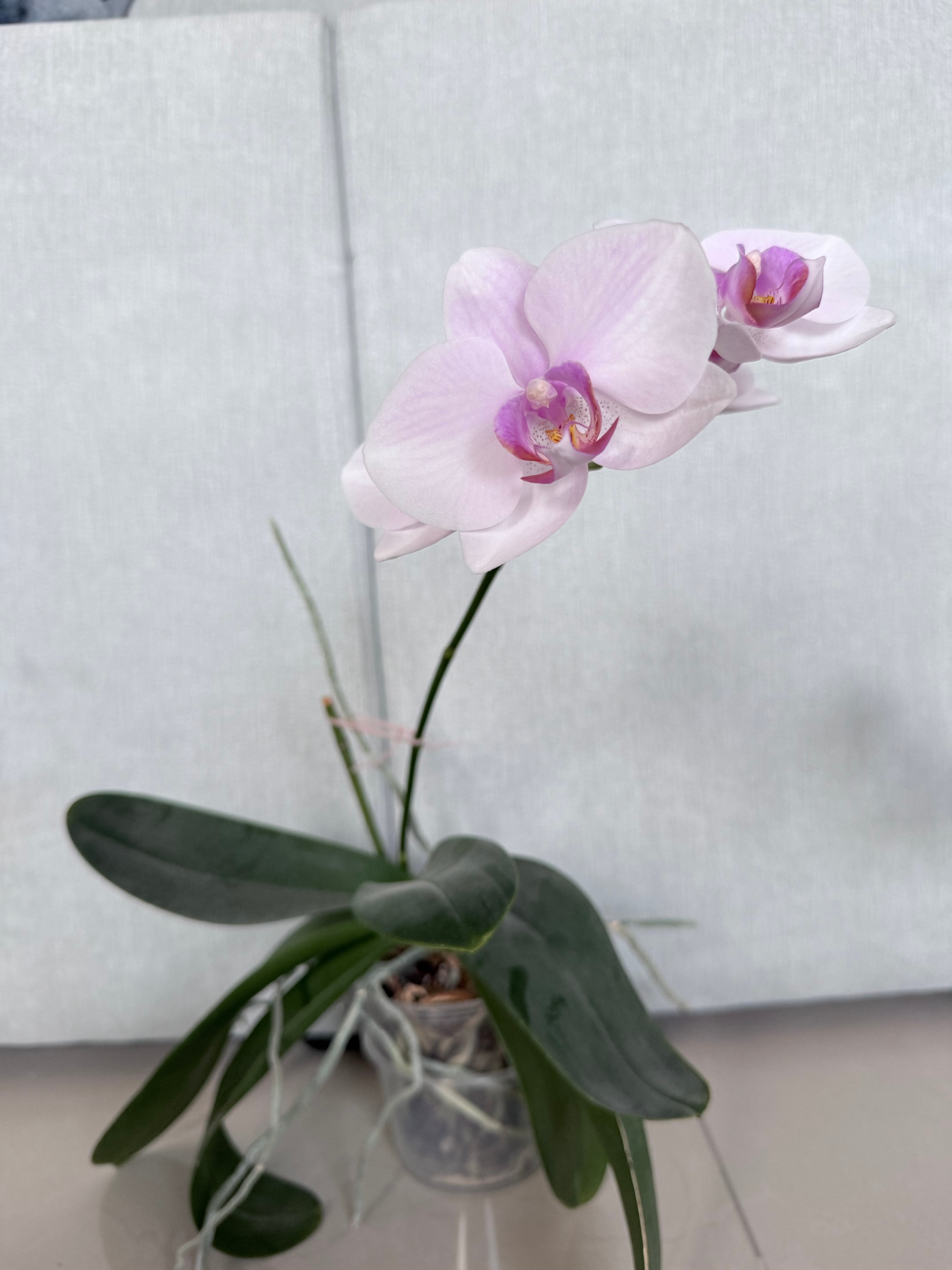 Orchids to choose indoor plants  - Image 3