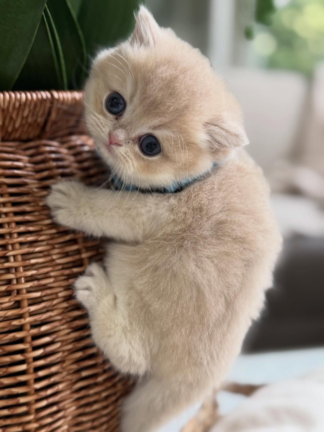 British short hair kitten  - Image 4