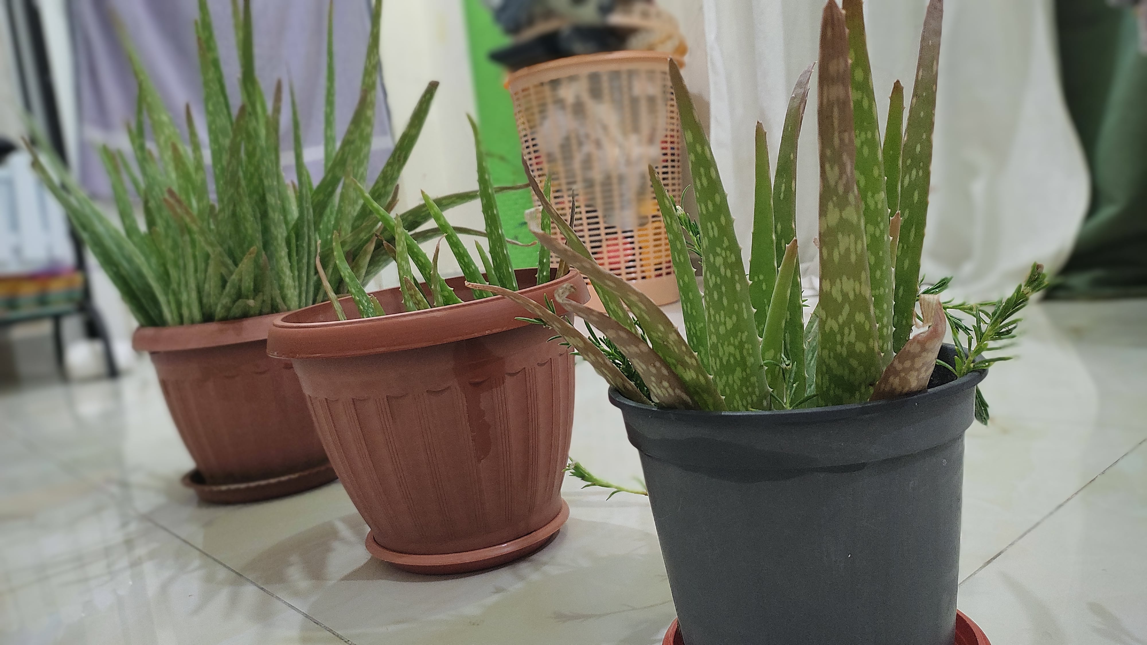 Alovera Plant With Pot - Image 7