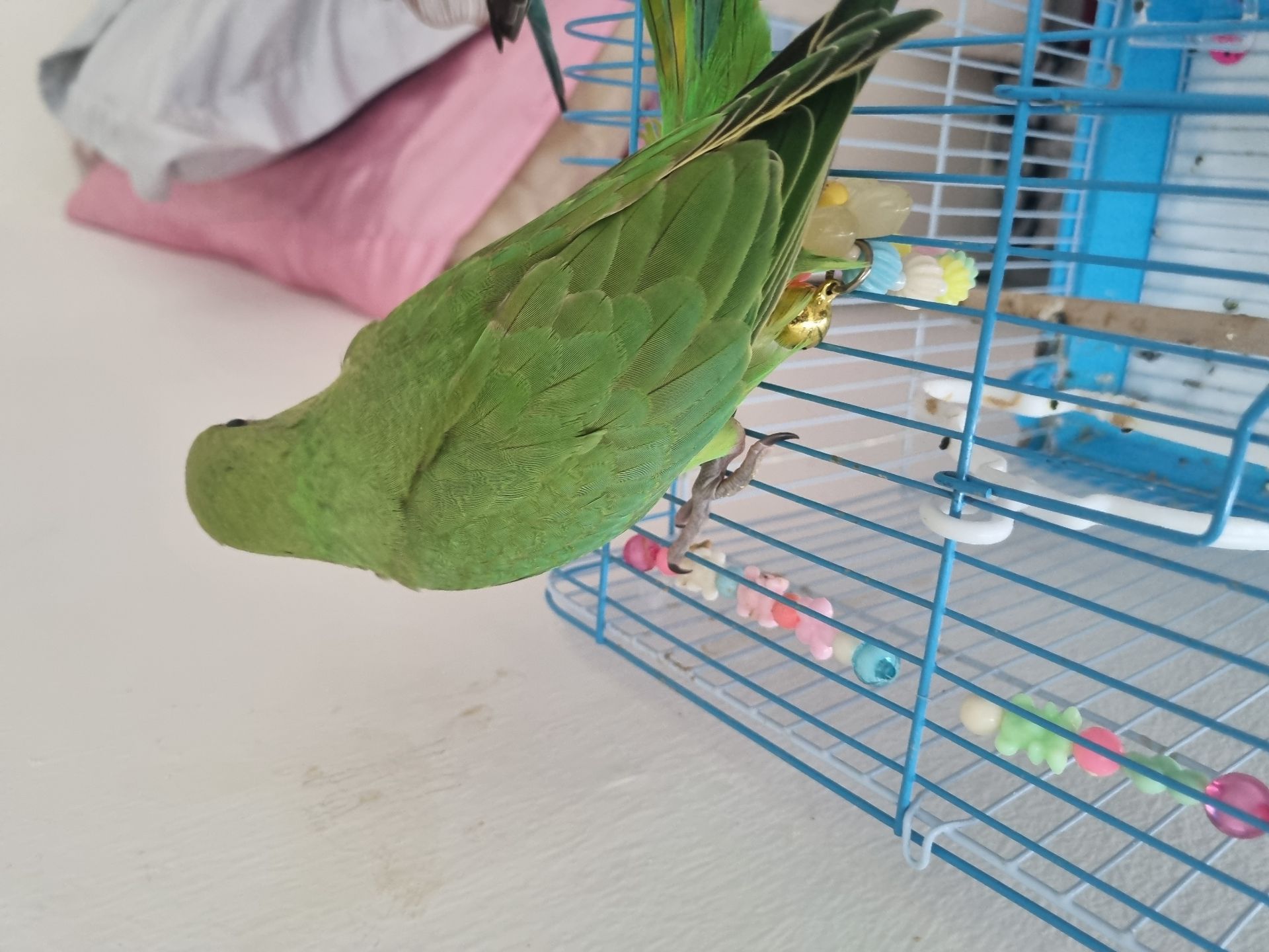 Baby parrot - Image 2