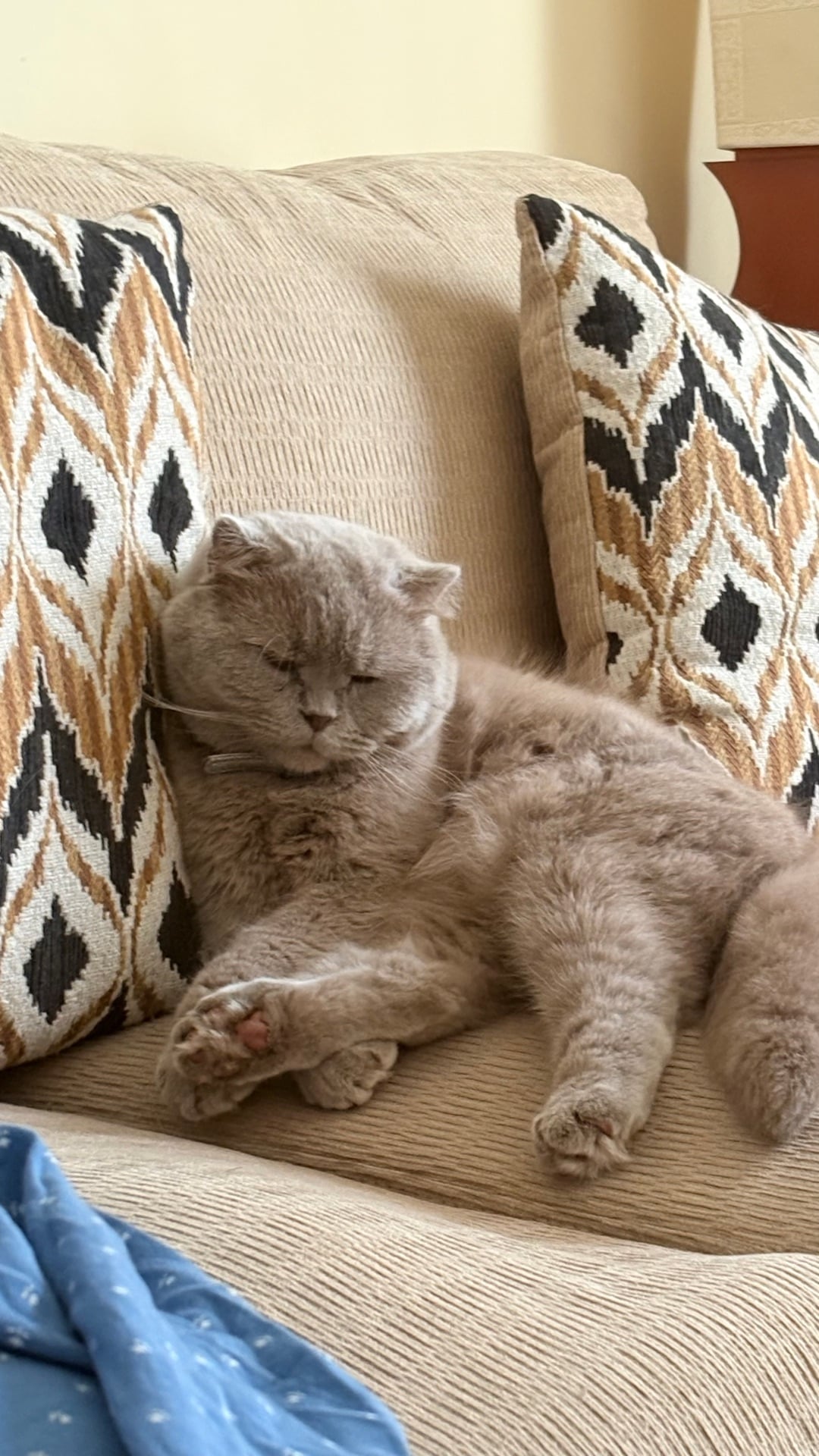 Two Scottish fold cats for adoption  - Image 2