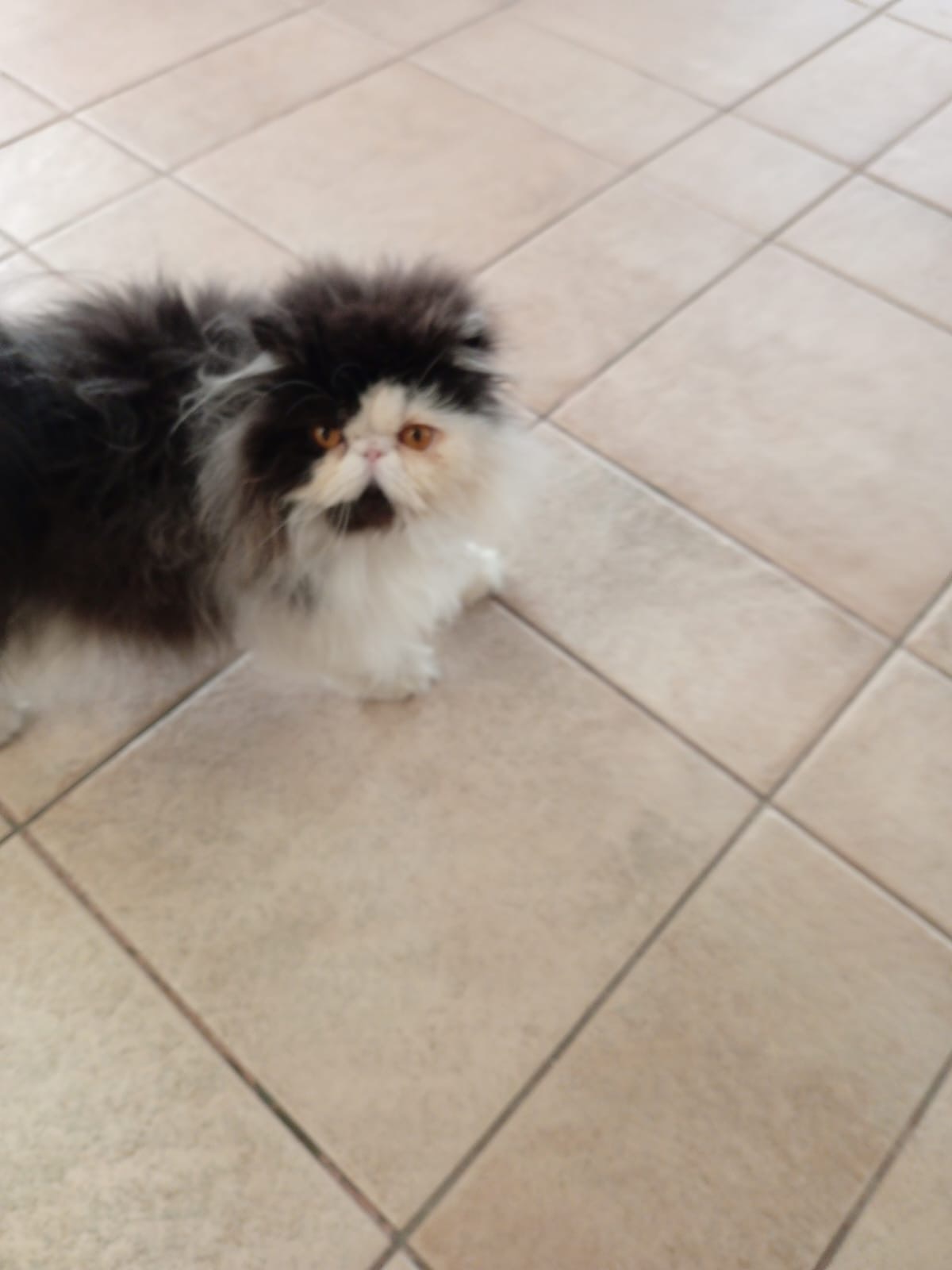 Cute Persian kitten - Image 9