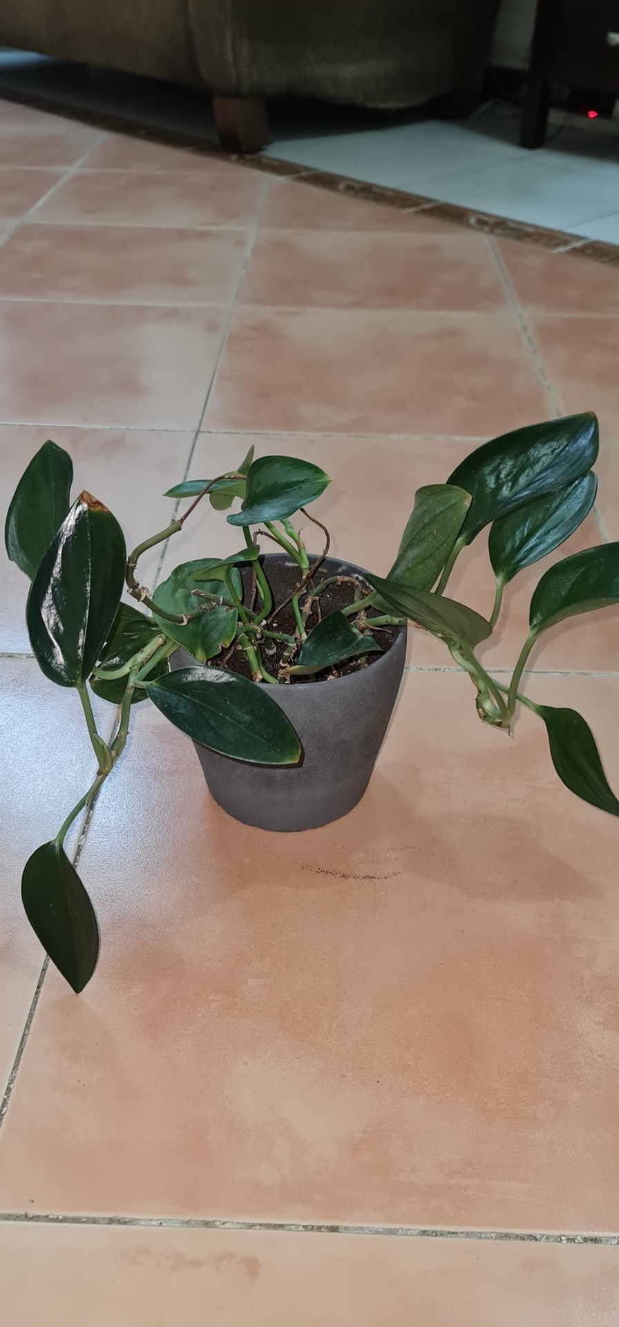 Wooden sturdy plant stand  - Image 5