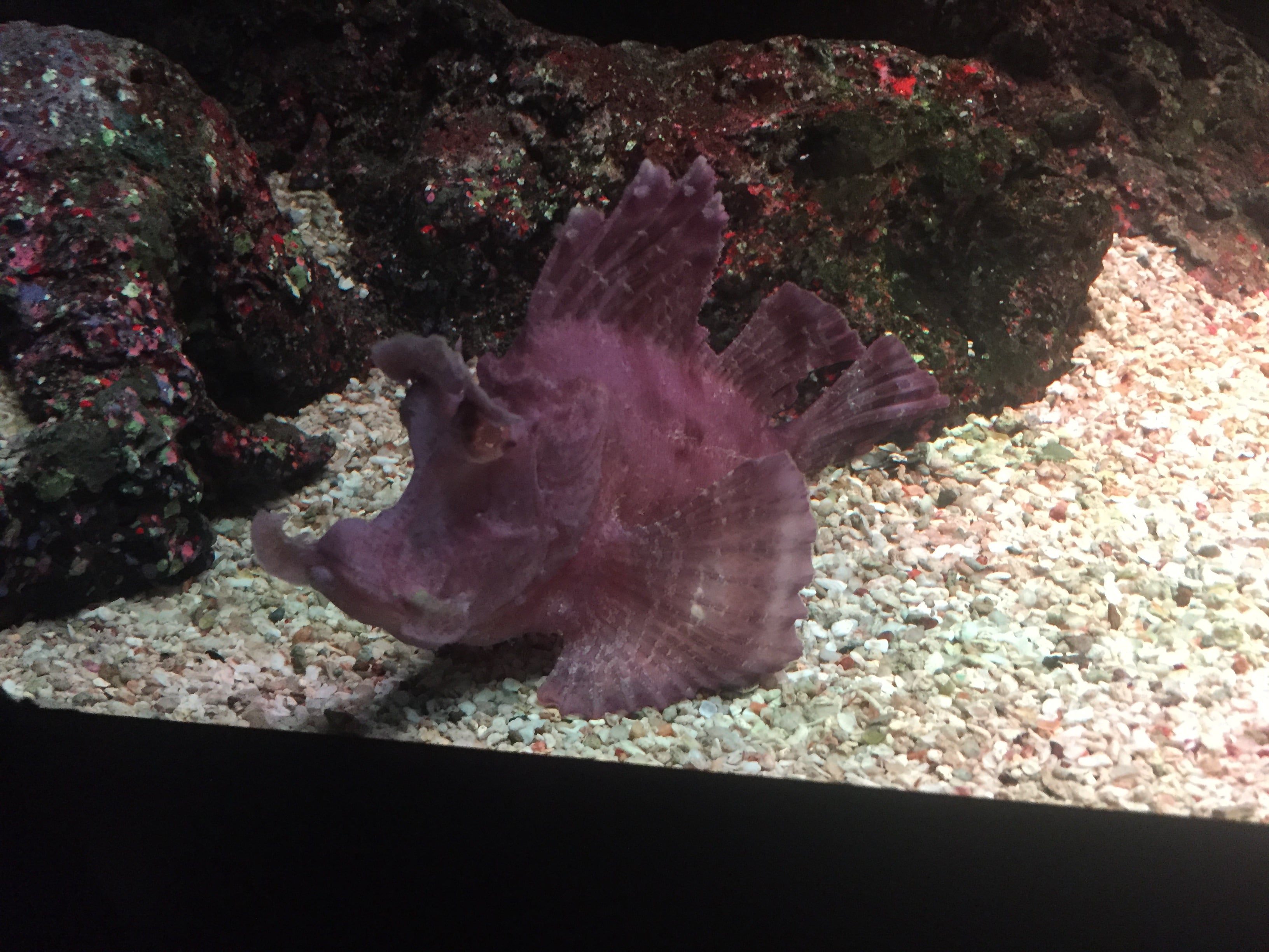 Aquarium fish tank - Image 4