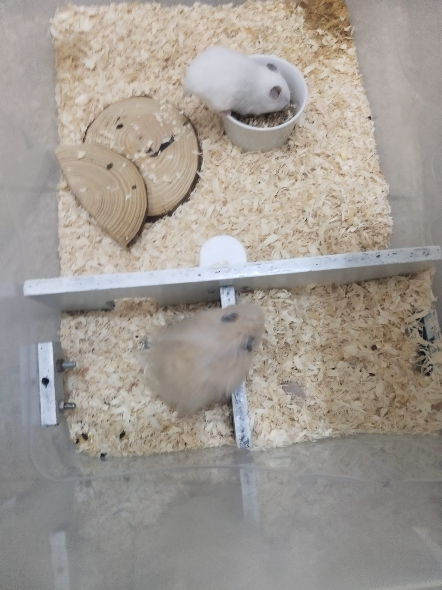 Hamster for sale - Image 4