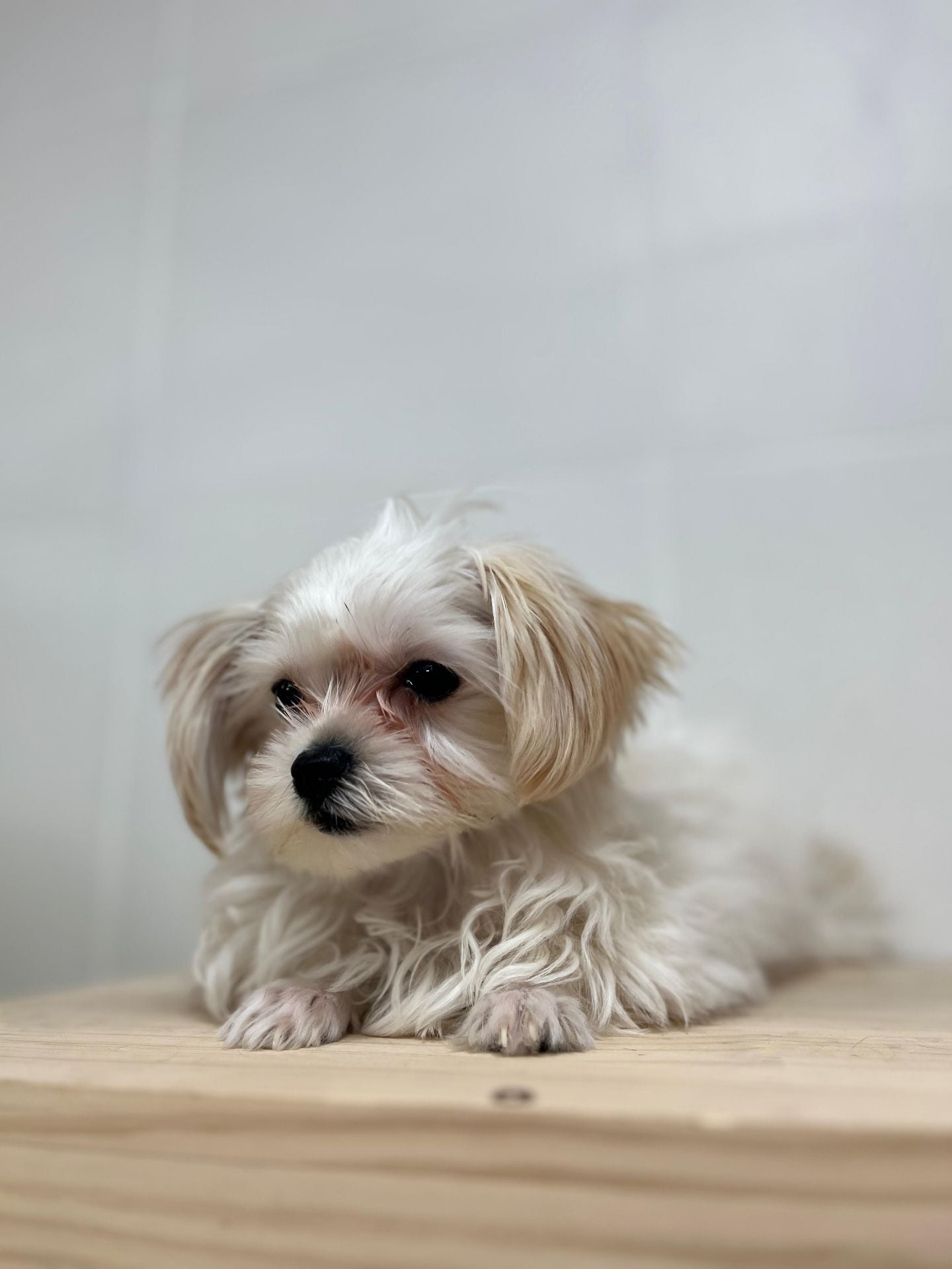 Maltipoo mix chiuhaha puppy  - Image 3