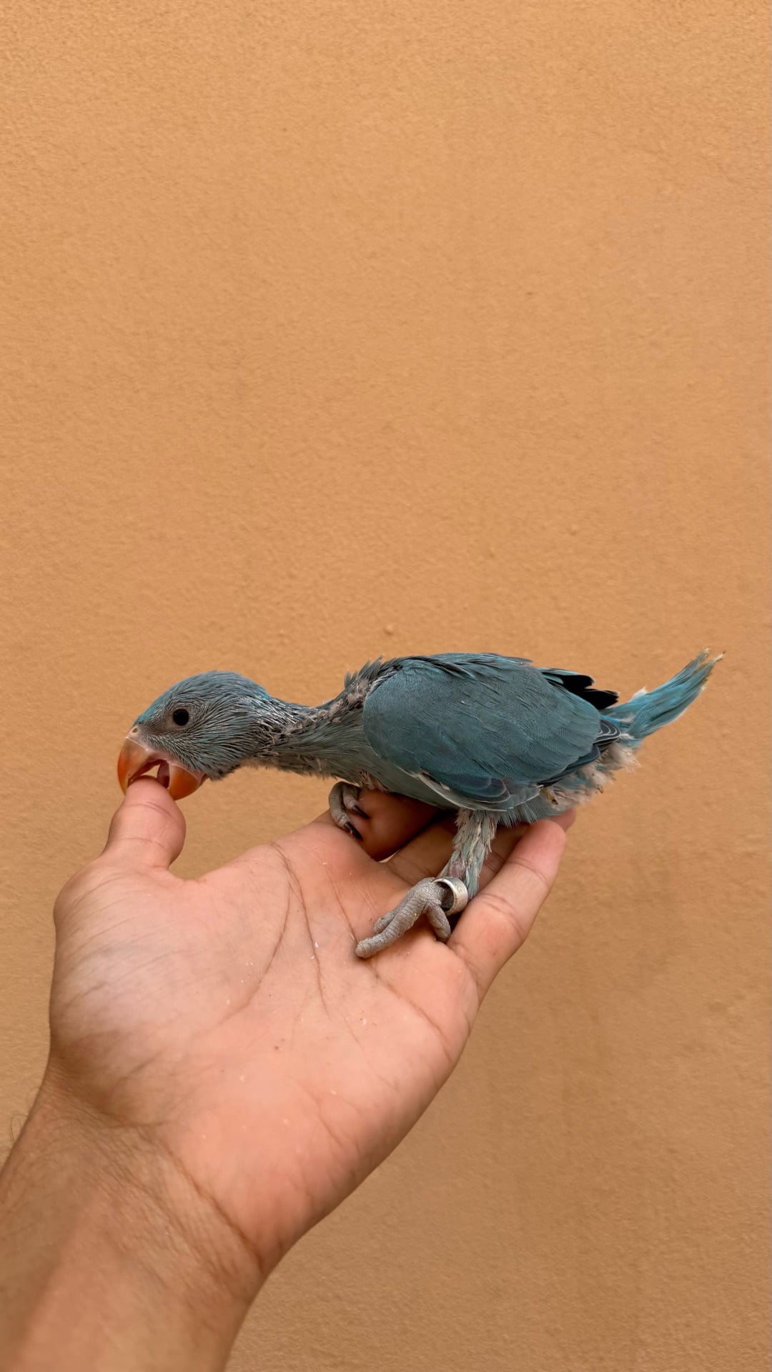 Blue Indian Ringneck chick - Image 3